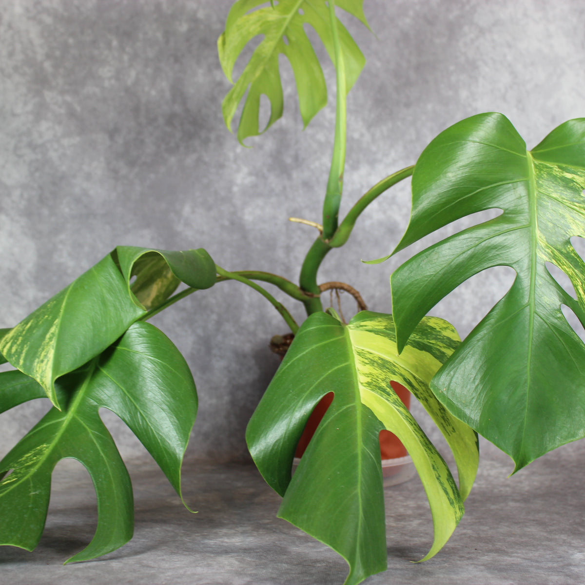 Monstera Borsigiana Aurea Variegated | Rare Houseplants