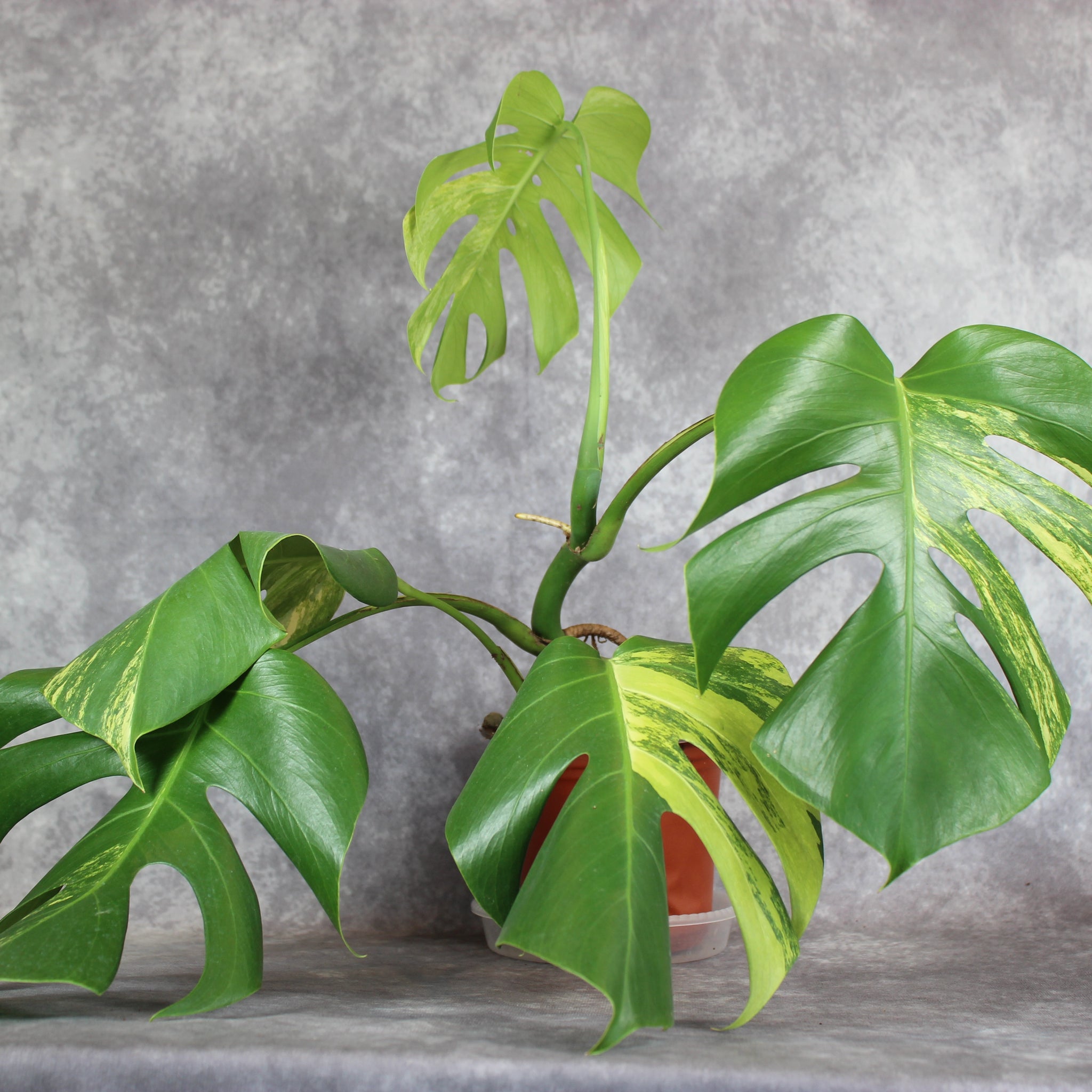 Monstera Borsigiana Aurea Variegated | Rare Houseplants