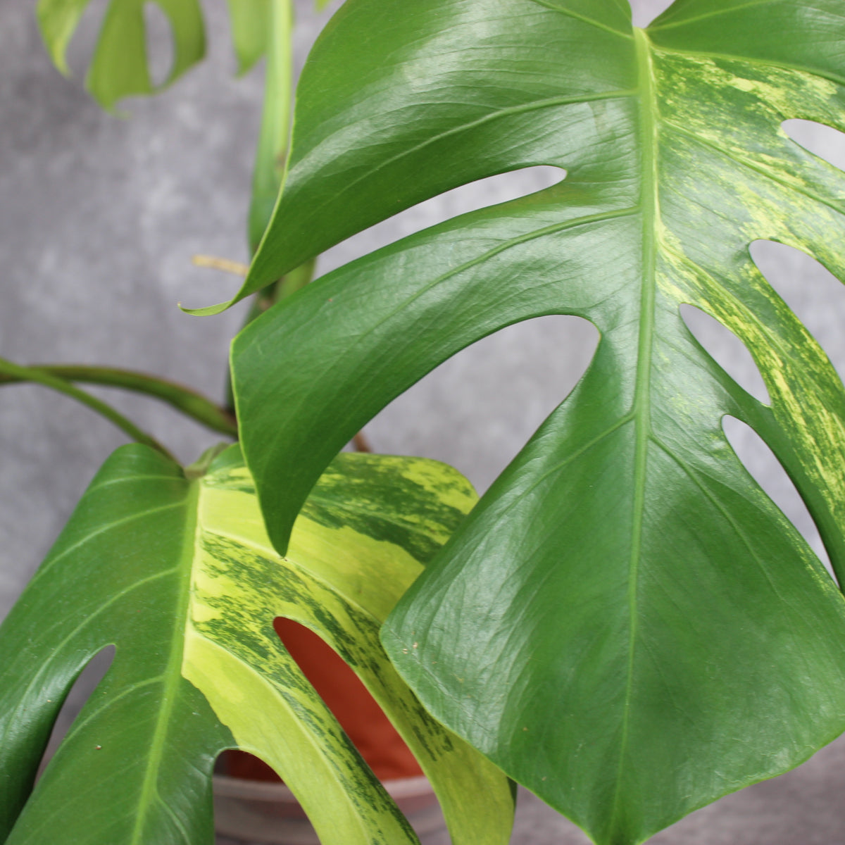 Monstera Borsigiana Aurea Variegated | Rare Houseplants