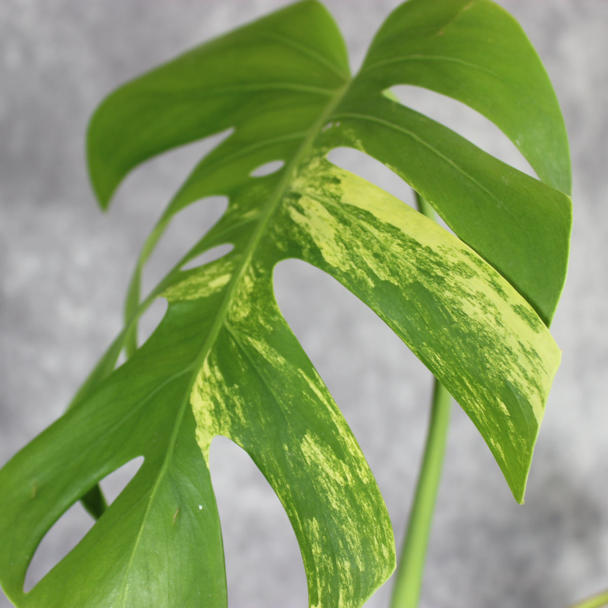 Monstera Borsigiana Aurea Variegated | Rare Houseplants