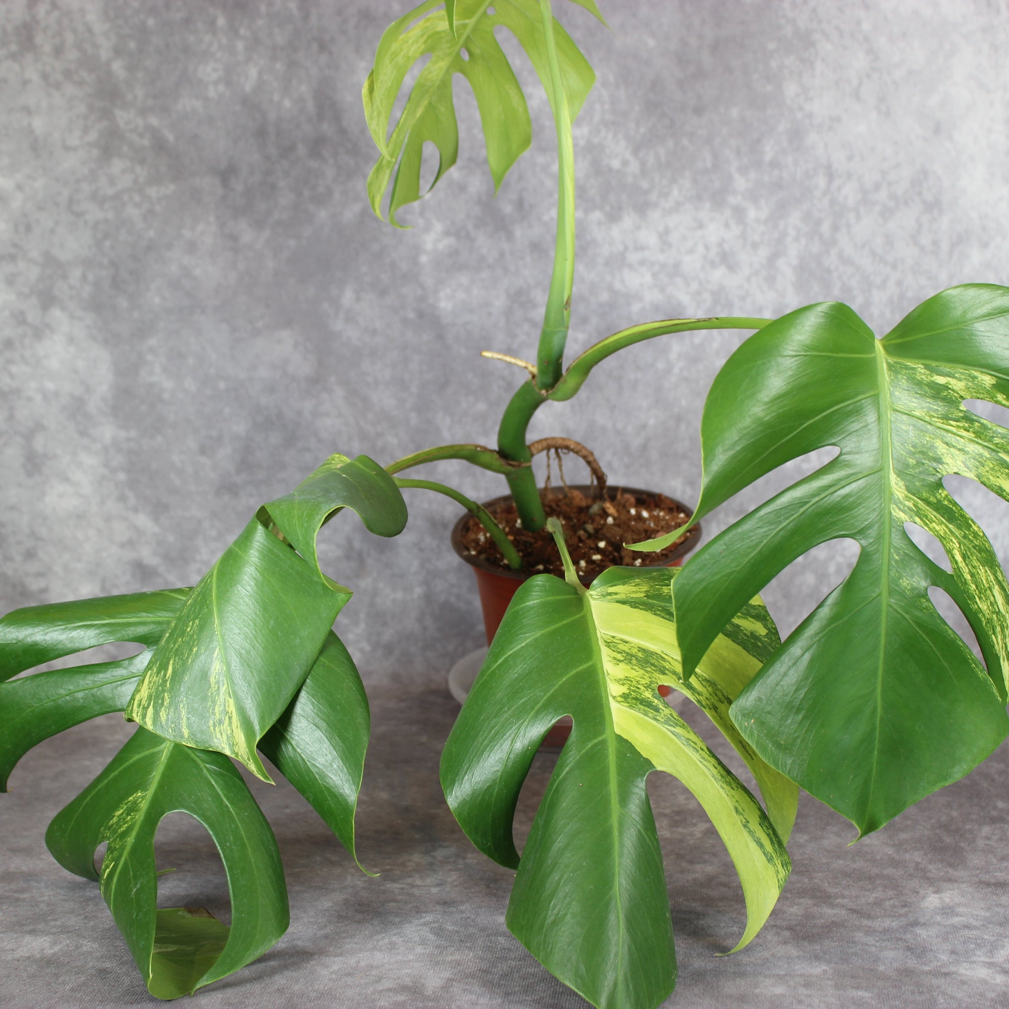 Monstera Borsigiana Aurea Variegated | Rare Houseplants