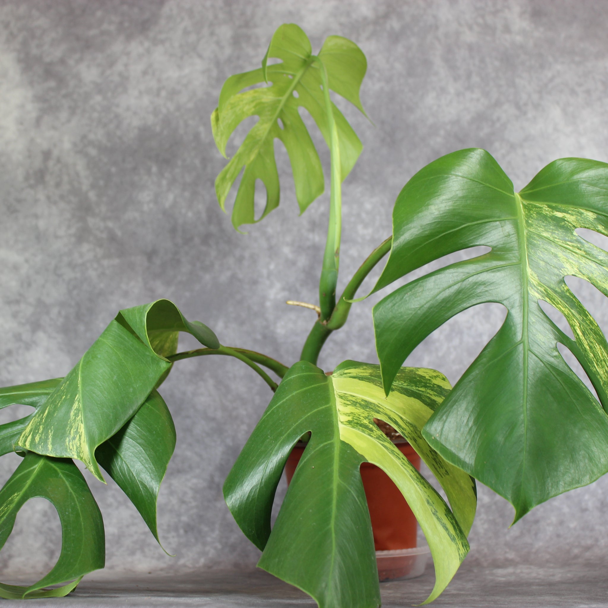Monstera Borsigiana Aurea Variegated | Rare Houseplants