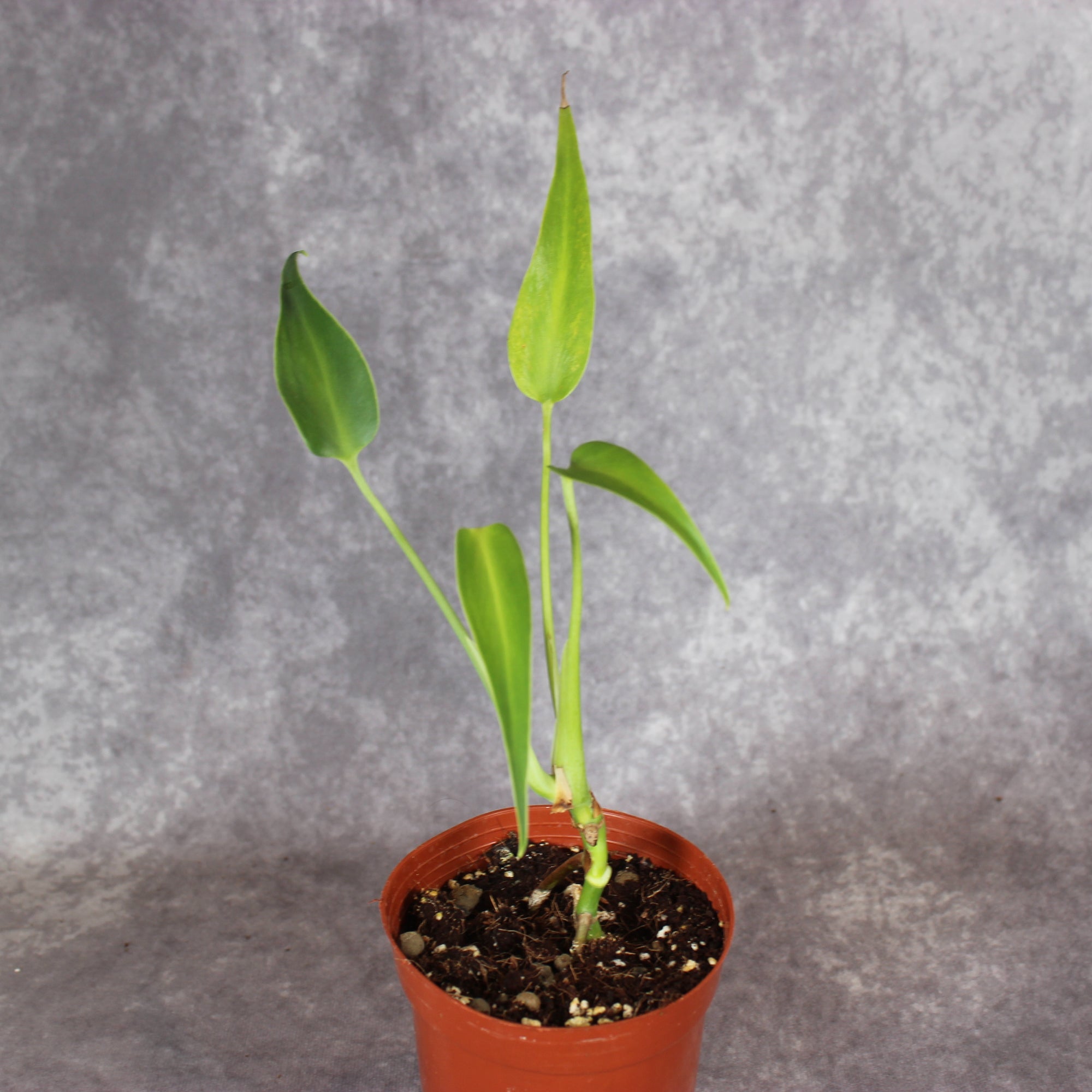 Monstera Burle Marx Flame | Rare Houseplants