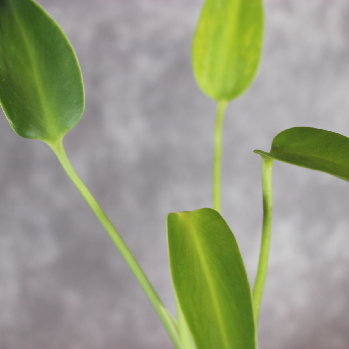 Monstera Burle Marx Flame | Rare Houseplants