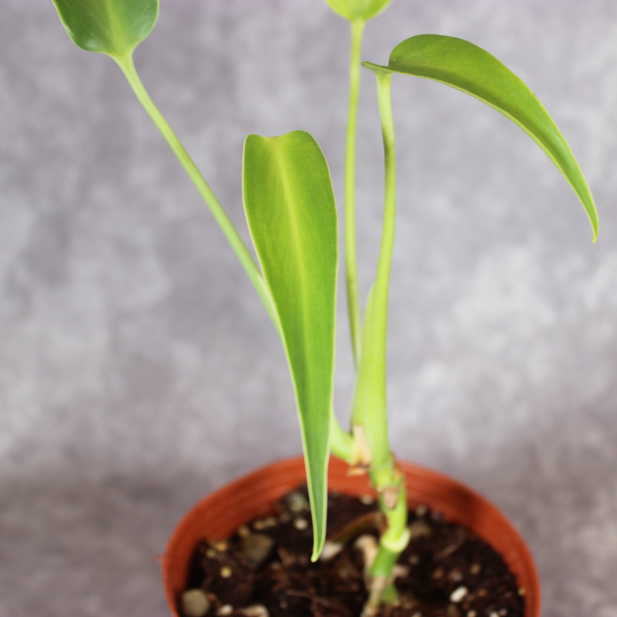 Monstera Burle Marx Flame | Rare Houseplants