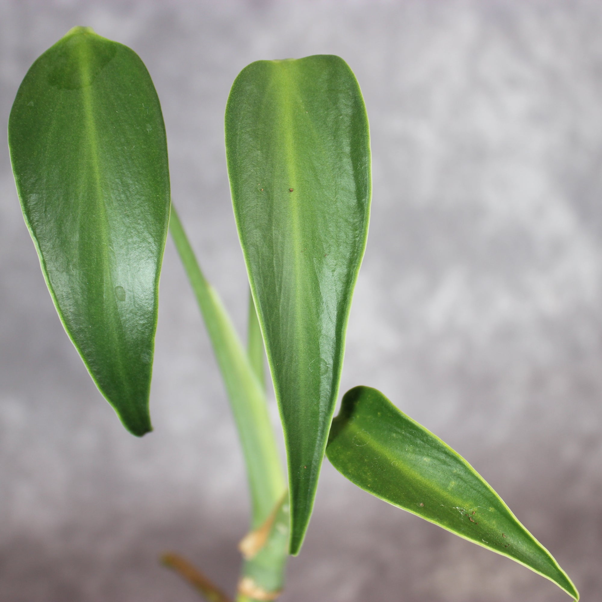 Monstera Burle Marx Flame | Rare Houseplants