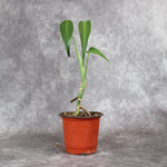 Monstera Burle Marx Flame | Rare Houseplants