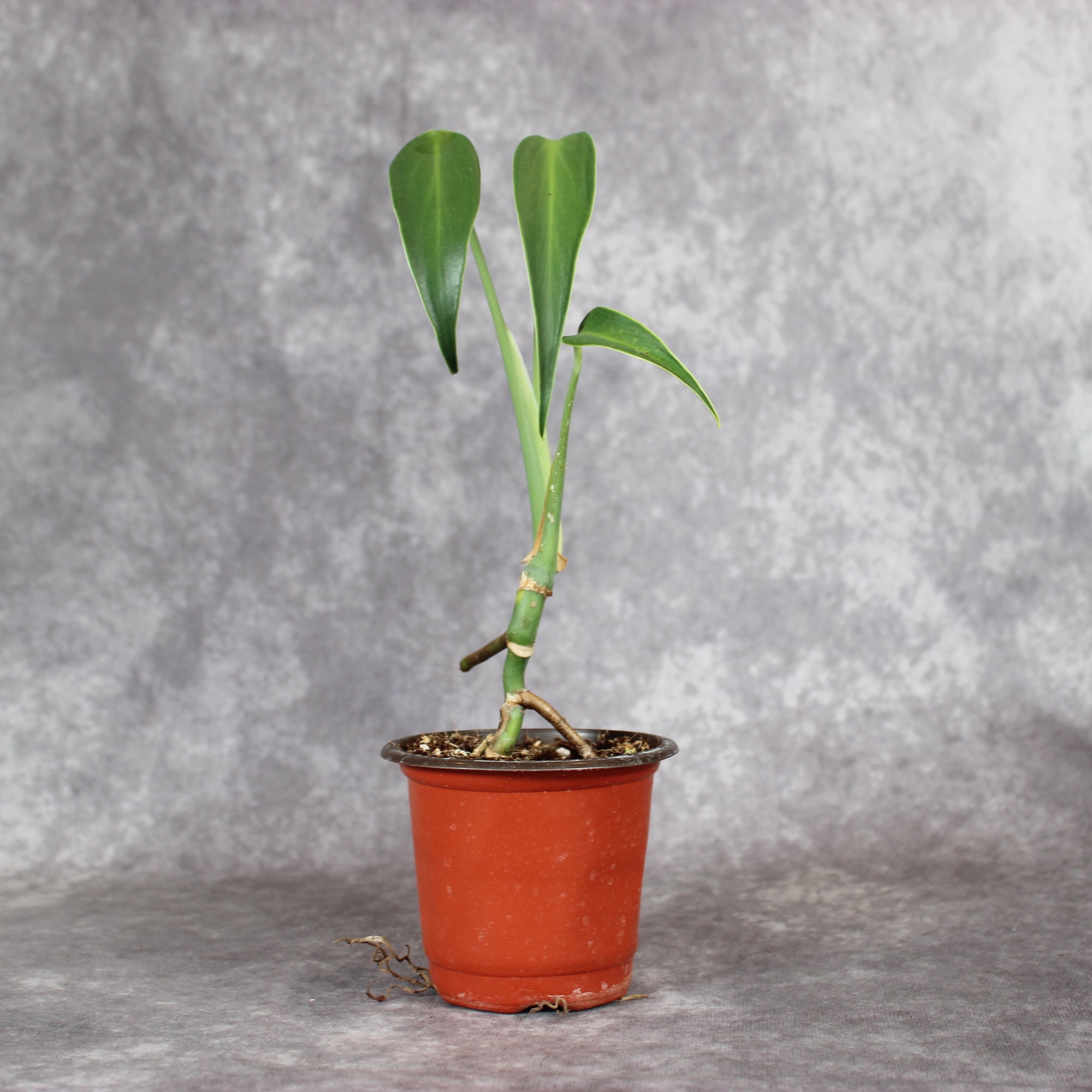 Monstera Burle Marx Flame | Rare Houseplants