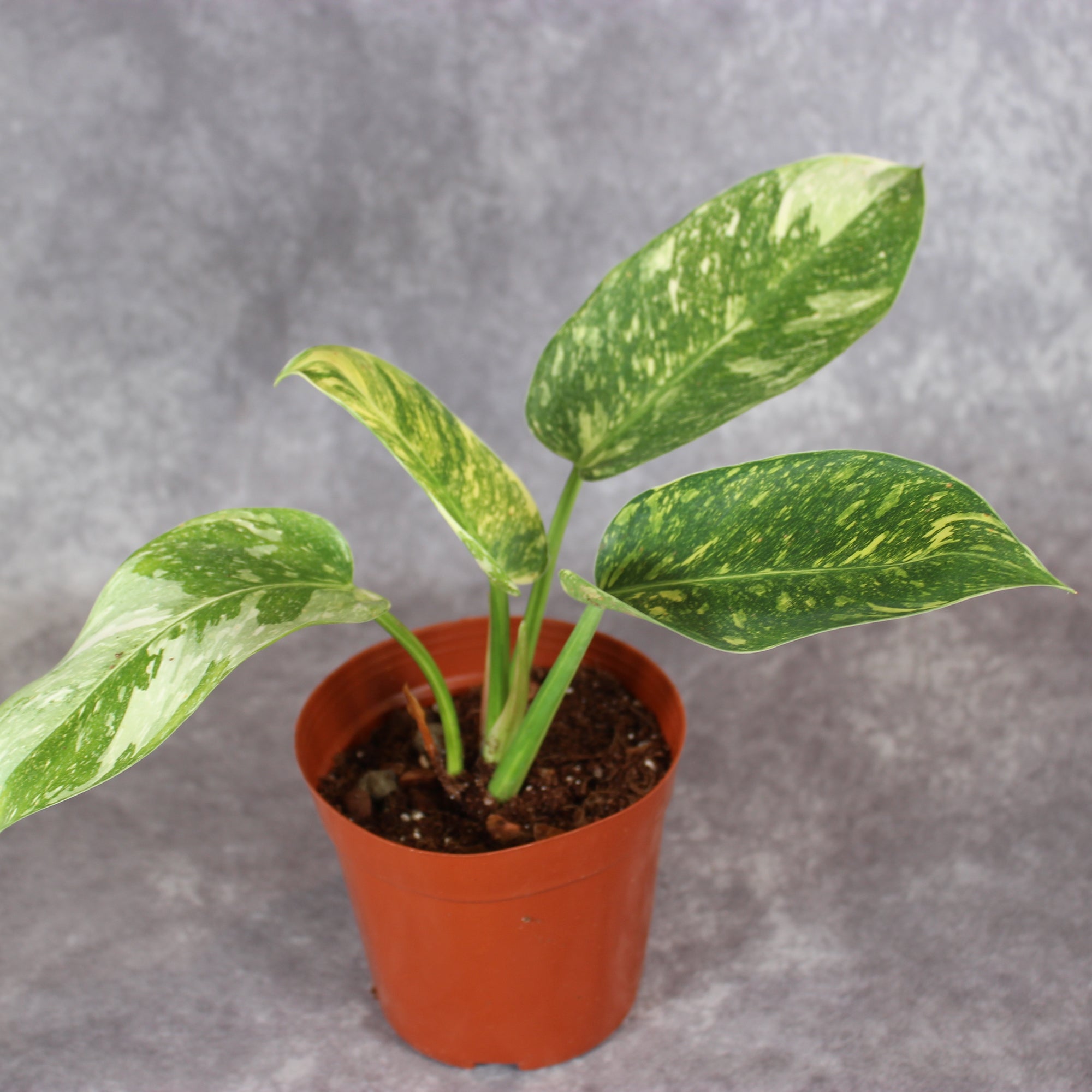 Philodendron Green Congo Hybrid Variegated | Rare Houseplants