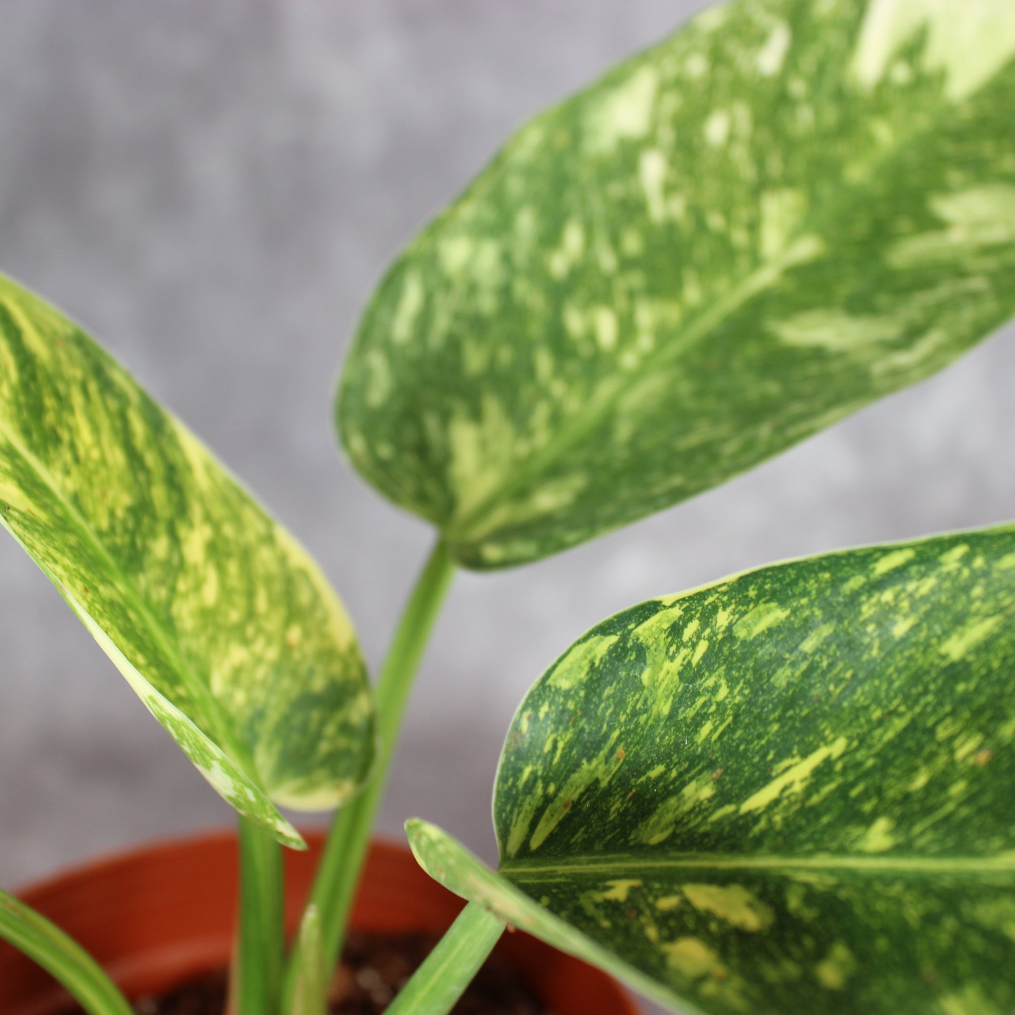 Philodendron Green Congo Hybrid Variegated | Rare Houseplants