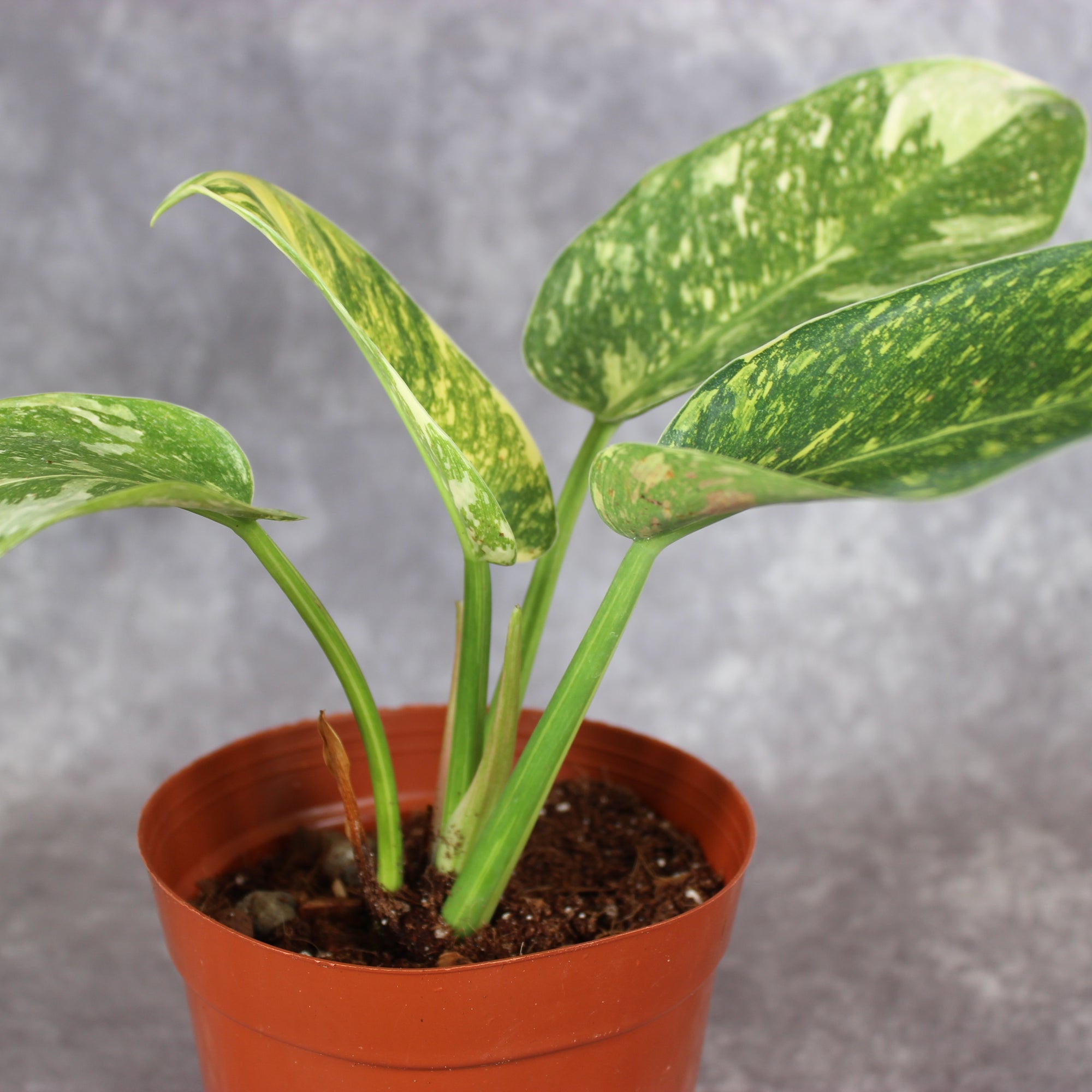 Philodendron Green Congo Hybrid Variegated | Rare Houseplants