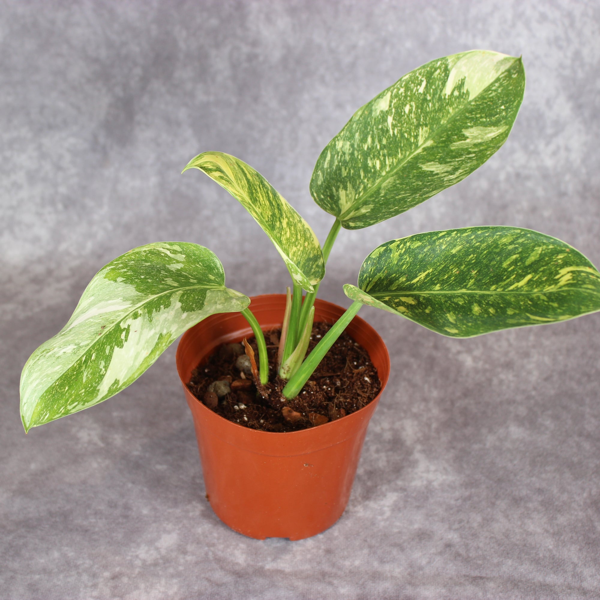 Philodendron Green Congo Hybrid Variegated | Rare Houseplants