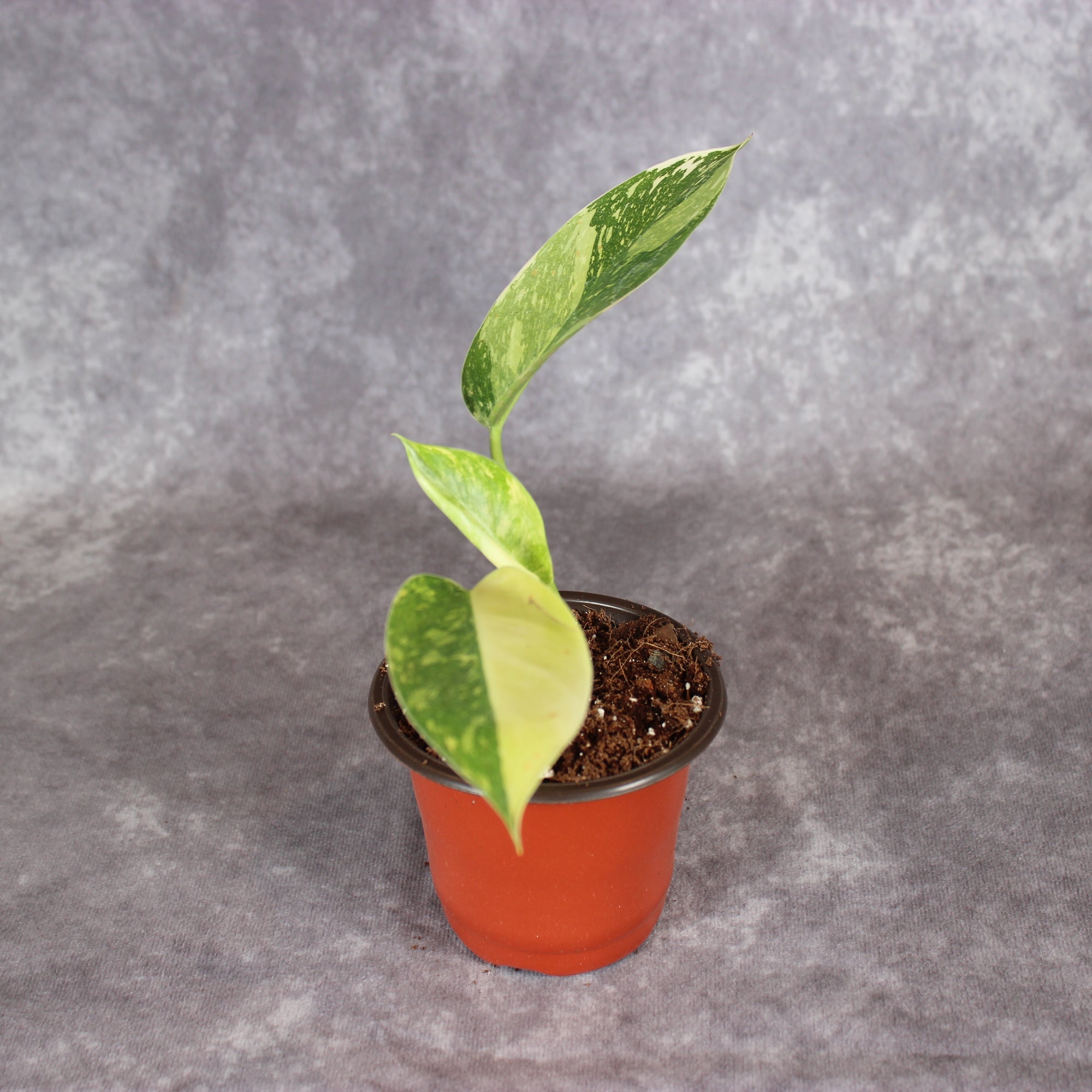 Philodendron Green Congo Hybrid Variegated | Rare Houseplants