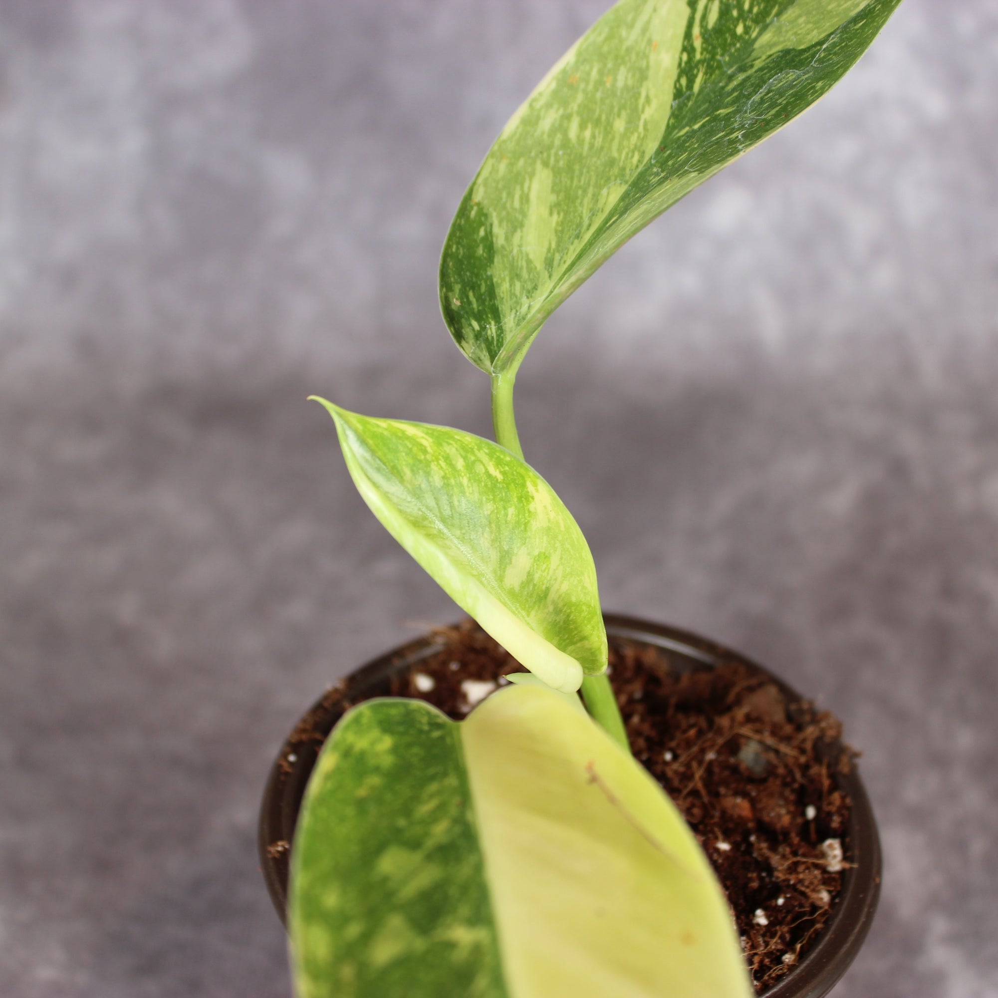 Philodendron Green Congo Hybrid Variegated | Rare Houseplants