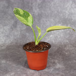 Philodendron Green Congo Hybrid Variegated | Rare Houseplants