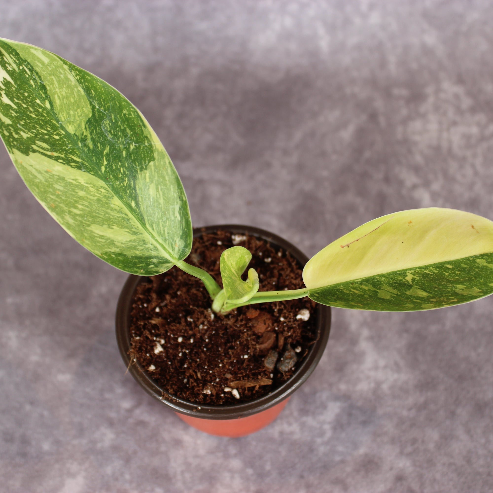 Philodendron Green Congo Hybrid Variegated | Rare Houseplants