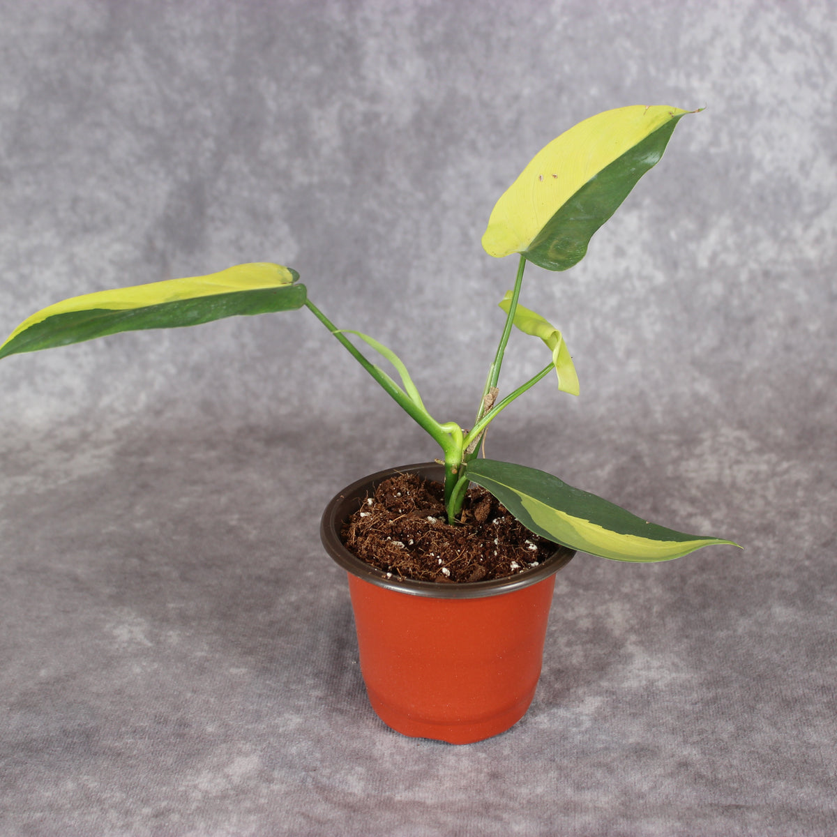 Philodendron Bipennifolium 'Gold Violin Variegated' | Rare Houseplants