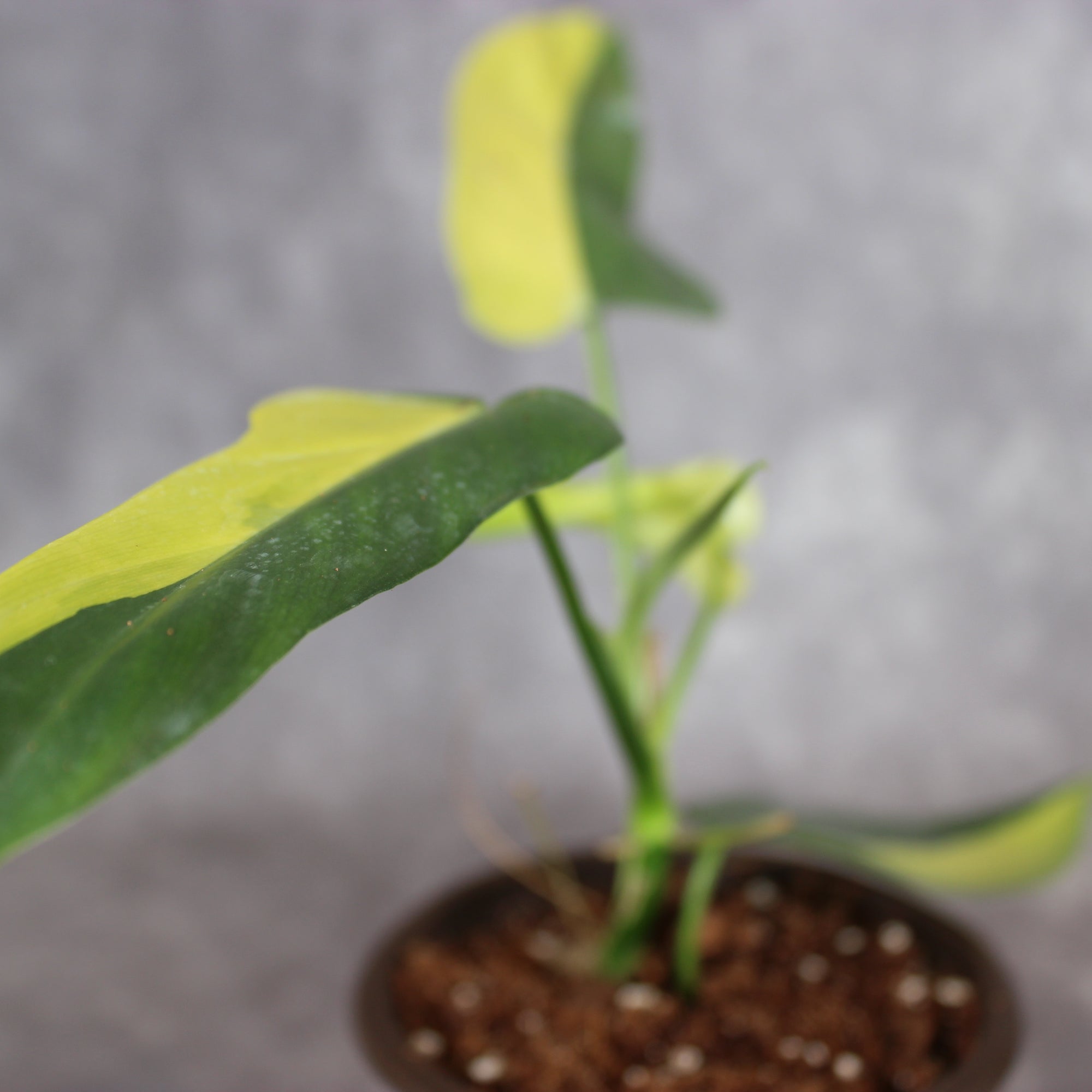 Philodendron Bipennifolium 'Gold Violin Variegated' | Rare Houseplants