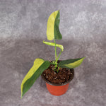 Philodendron Bipennifolium 'Gold Violin Variegated' | Rare Houseplants