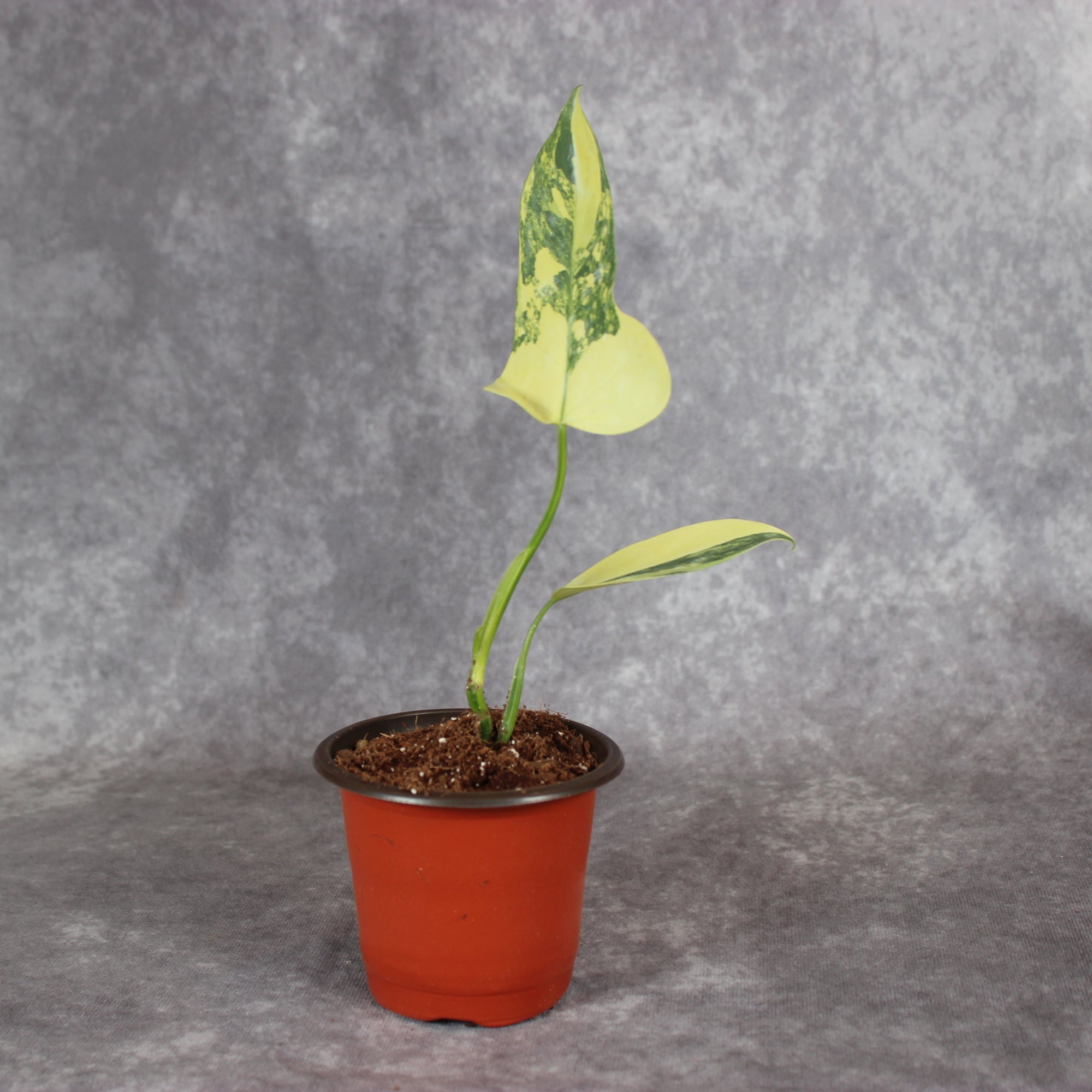 Philodendron Bipennifolium 'Gold Violin Variegated' | Rare Houseplants
