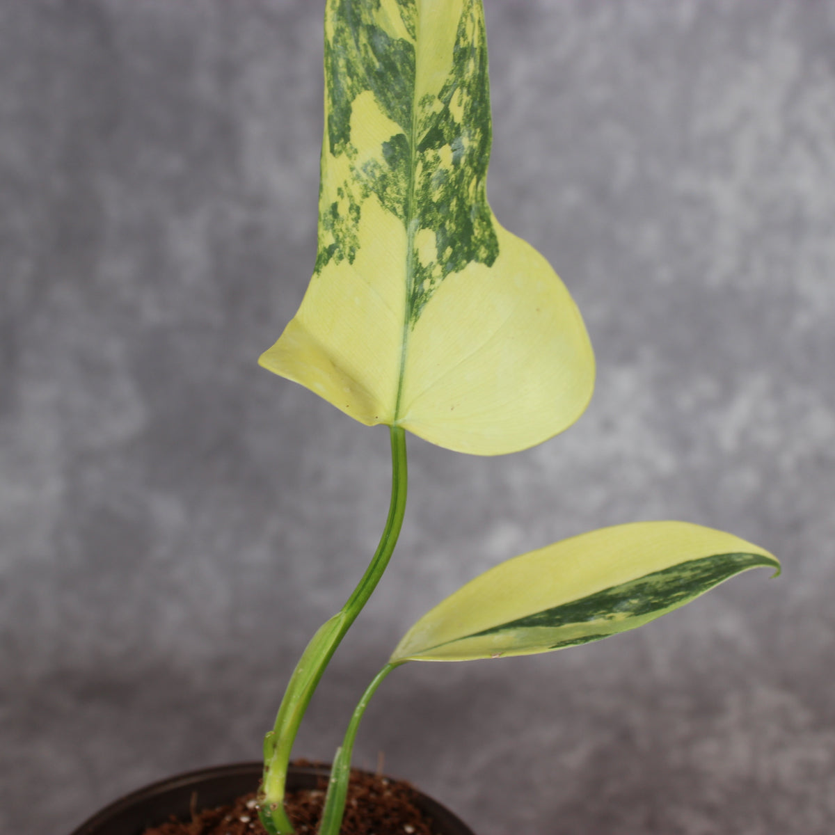 Philodendron Bipennifolium 'Gold Violin Variegated' | Rare Houseplants