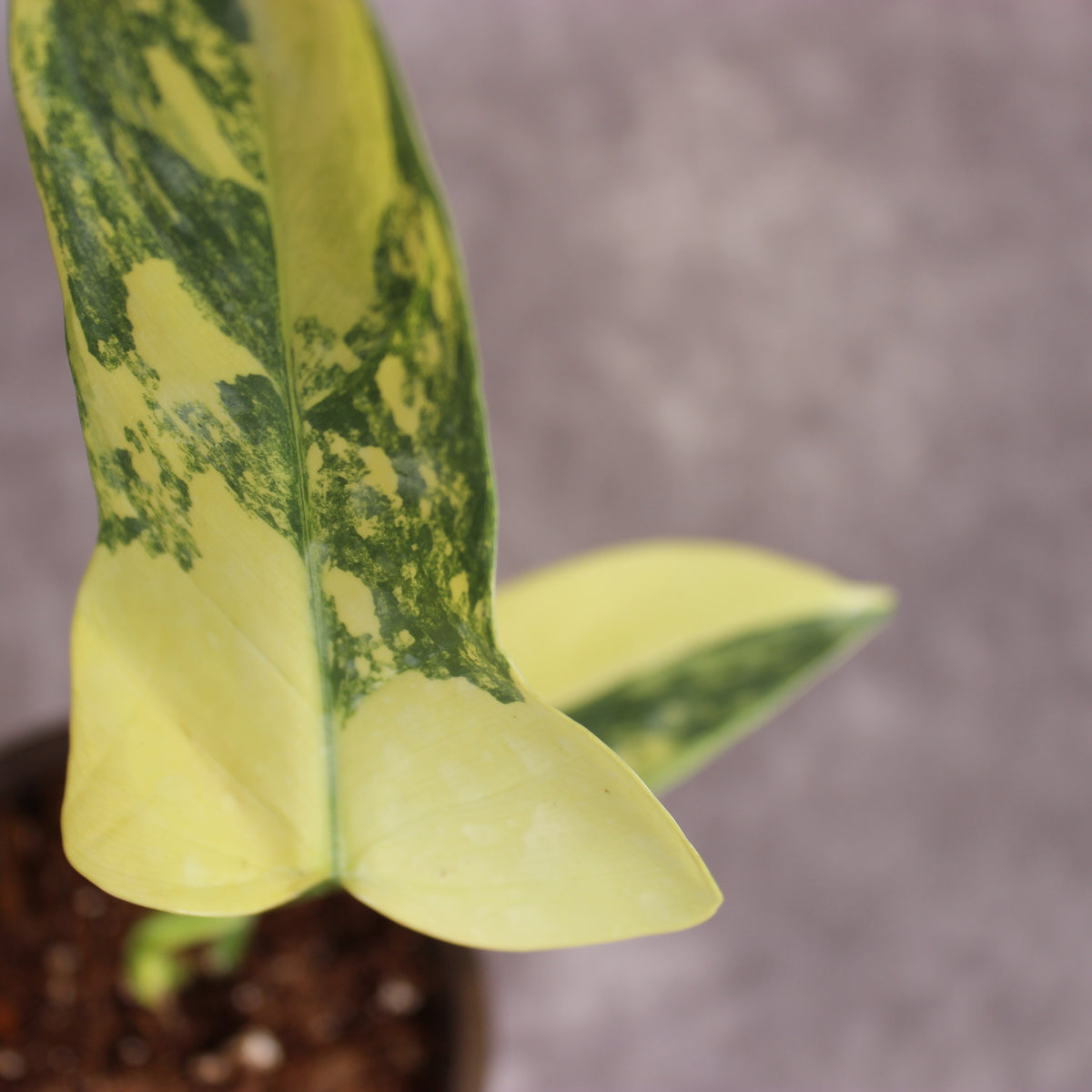 Philodendron Bipennifolium 'Gold Violin Variegated' | Rare Houseplants