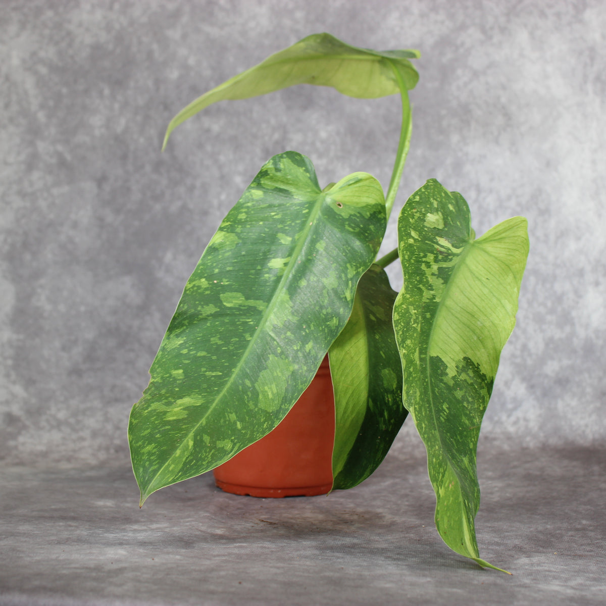 Philodendron Jose Buono | Rare Houseplants