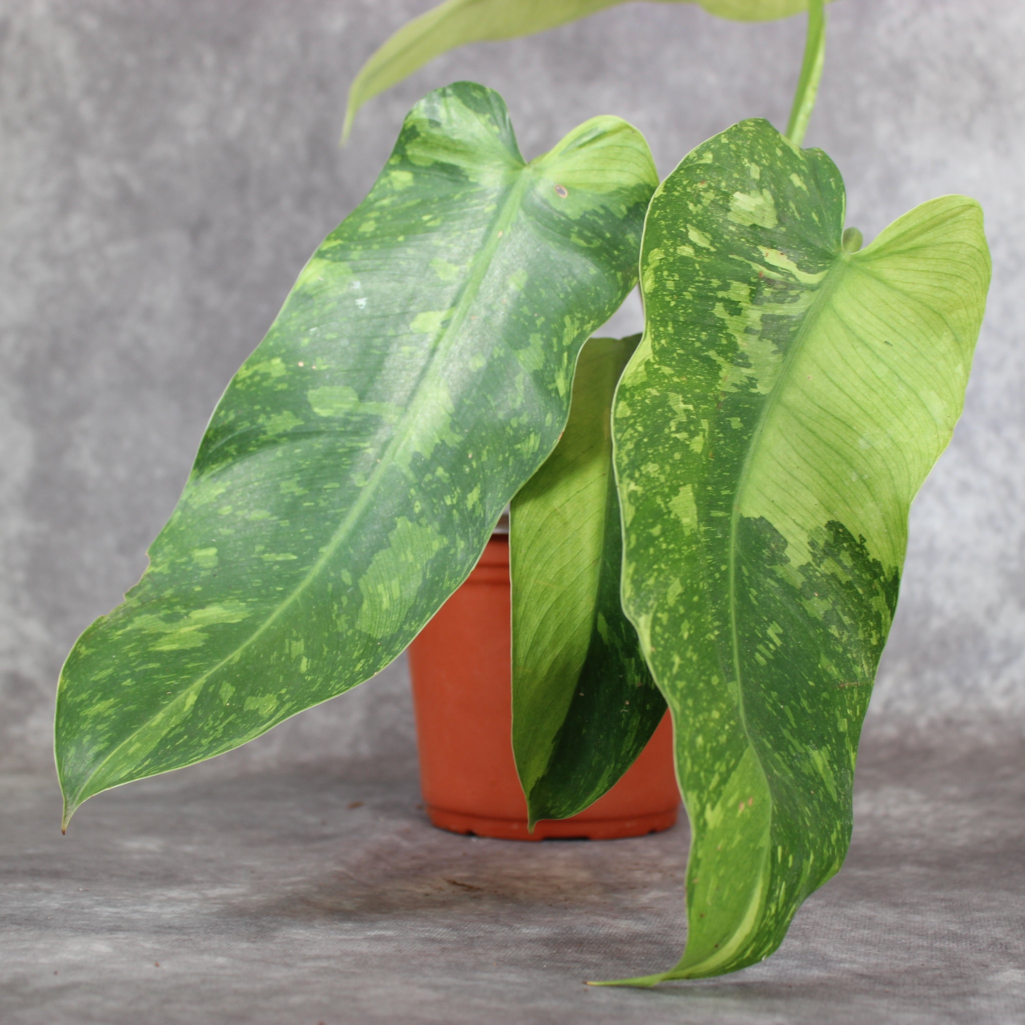 Philodendron Jose Buono | Rare Houseplants