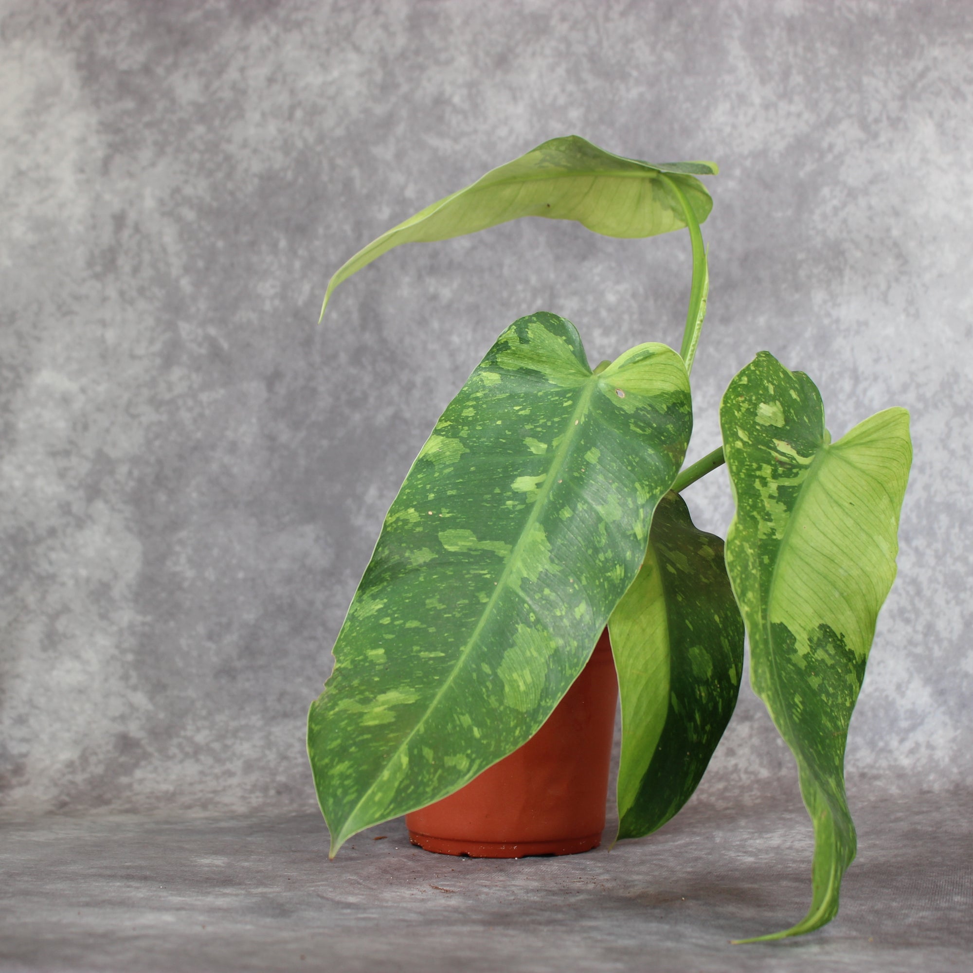Philodendron Jose Buono | Rare Houseplants