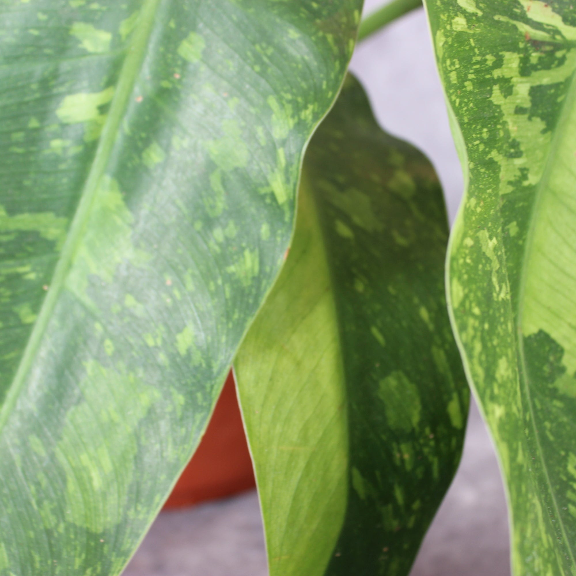 Philodendron Jose Buono | Rare Houseplants