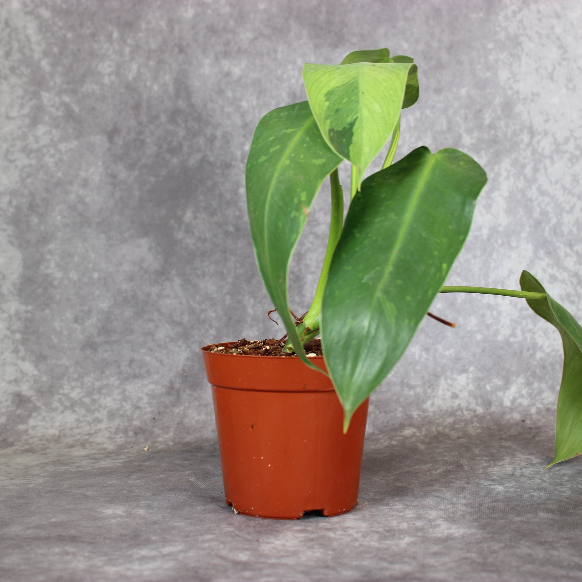 Philodendron Jose Buono | Rare Houseplants