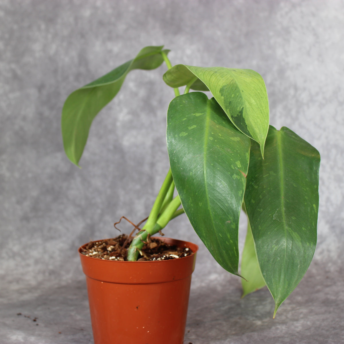 Philodendron Jose Buono | Rare Houseplants