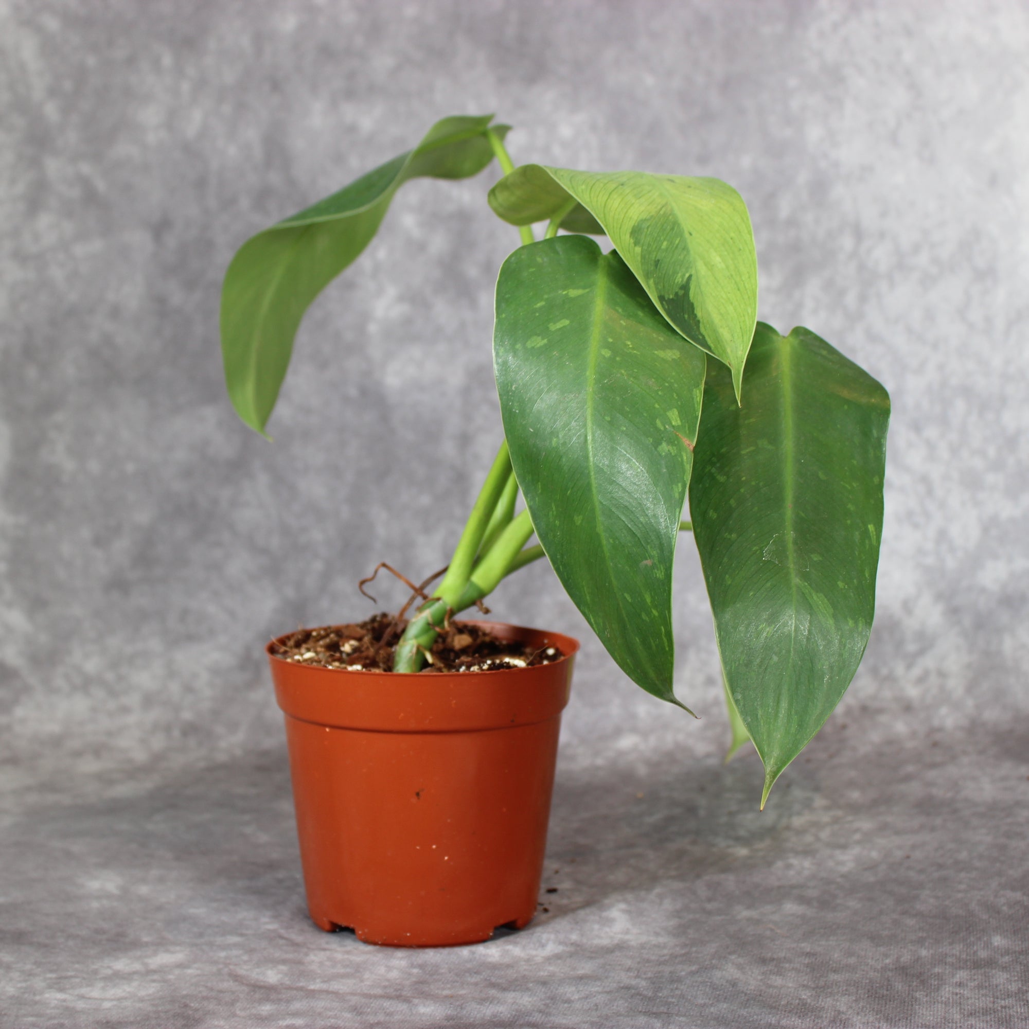 Philodendron Jose Buono | Rare Houseplants