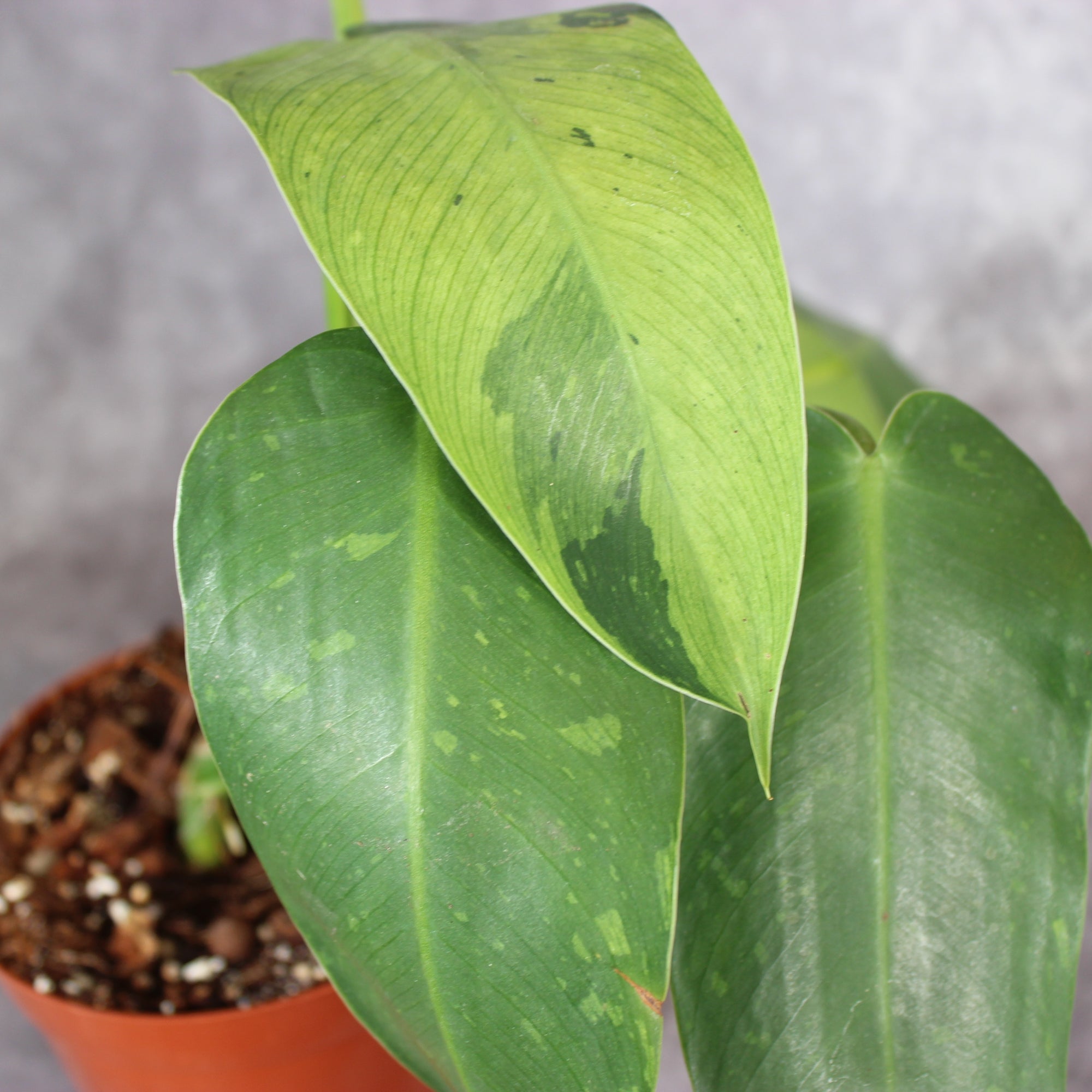 Philodendron Jose Buono | Rare Houseplants
