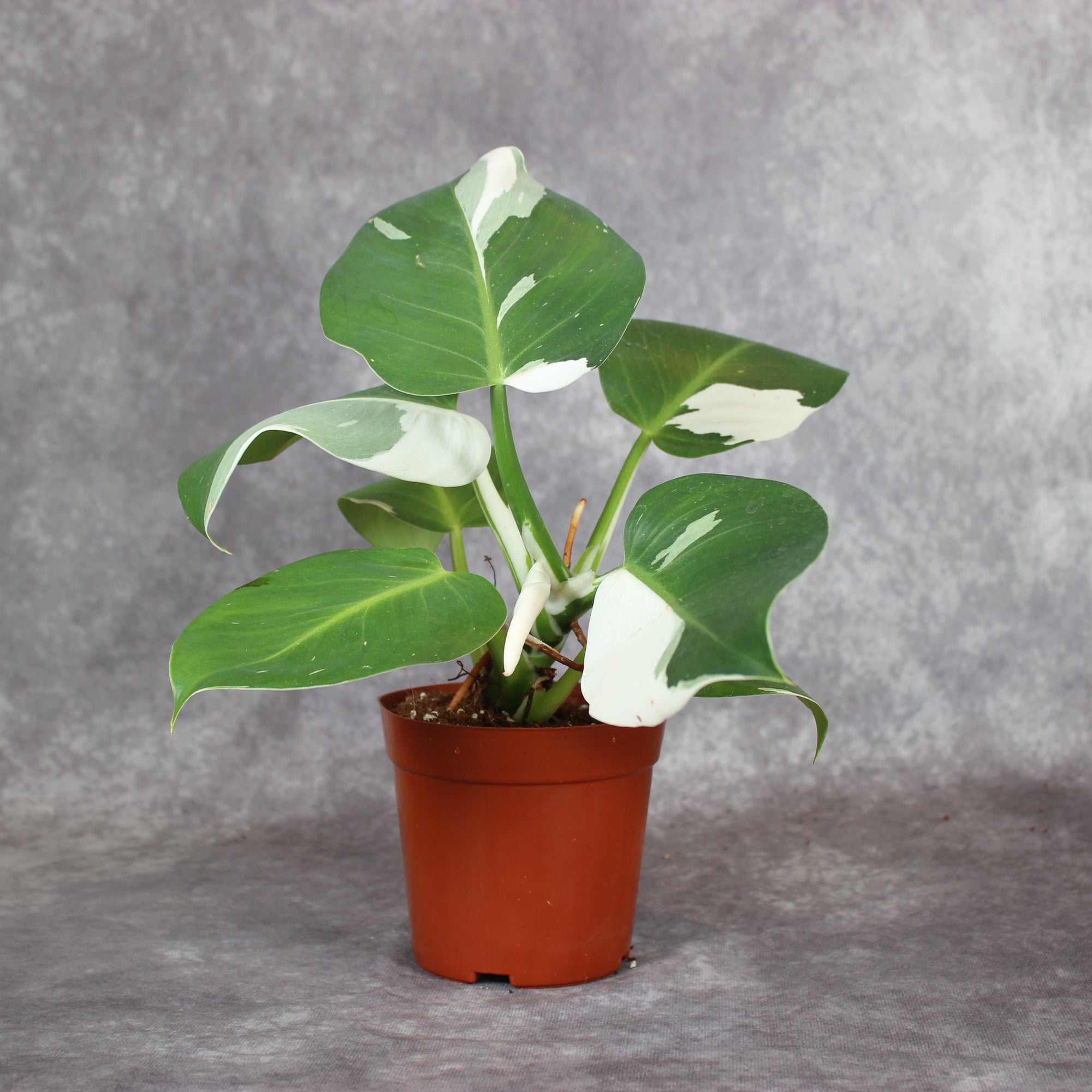 Philodendron White Wizard