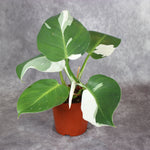 Philodendron White Wizard
