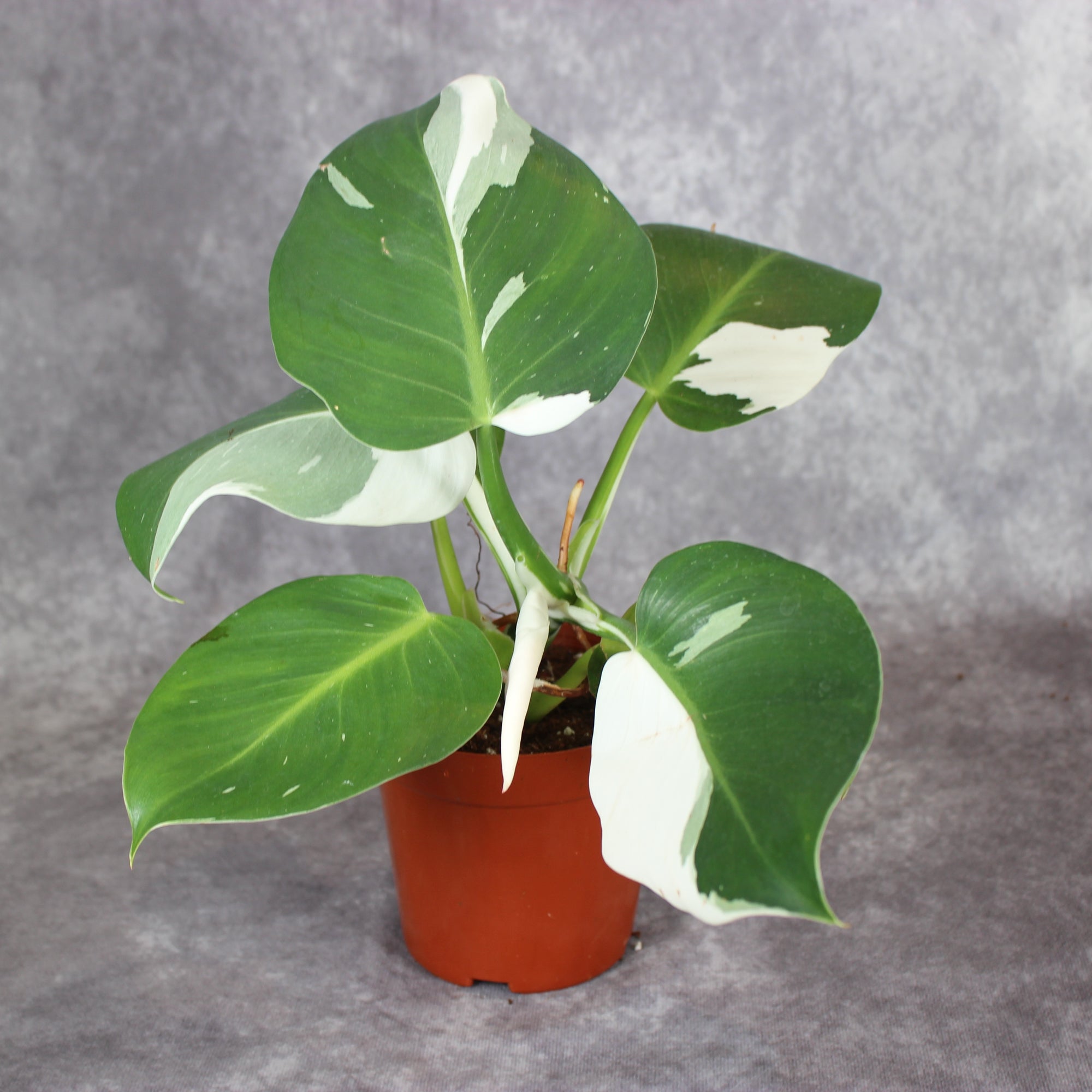 Philodendron White Wizard