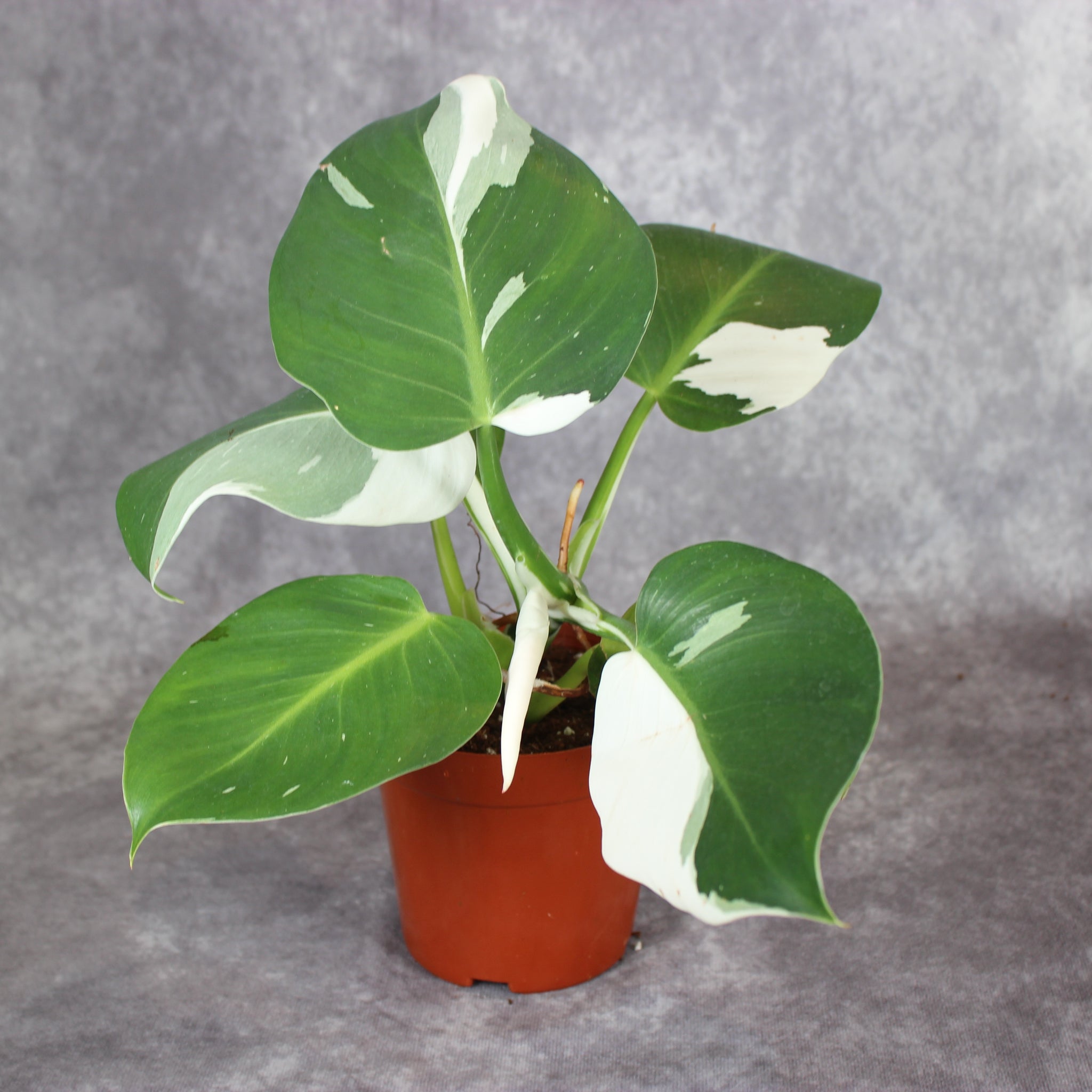 Philodendron White Wizard