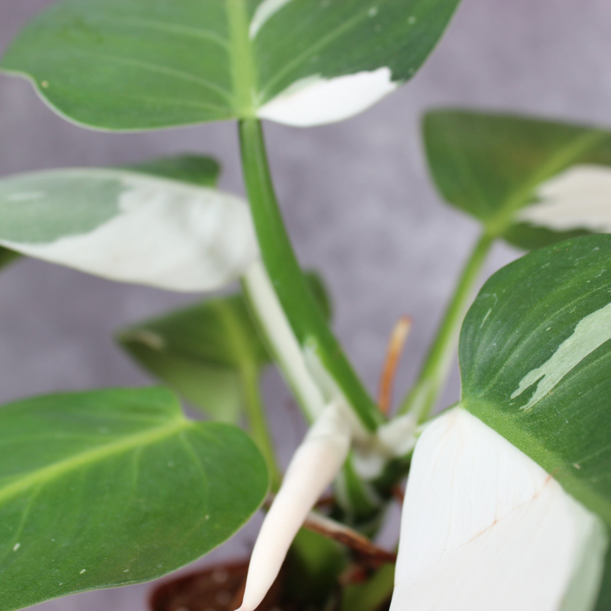Philodendron White Wizard