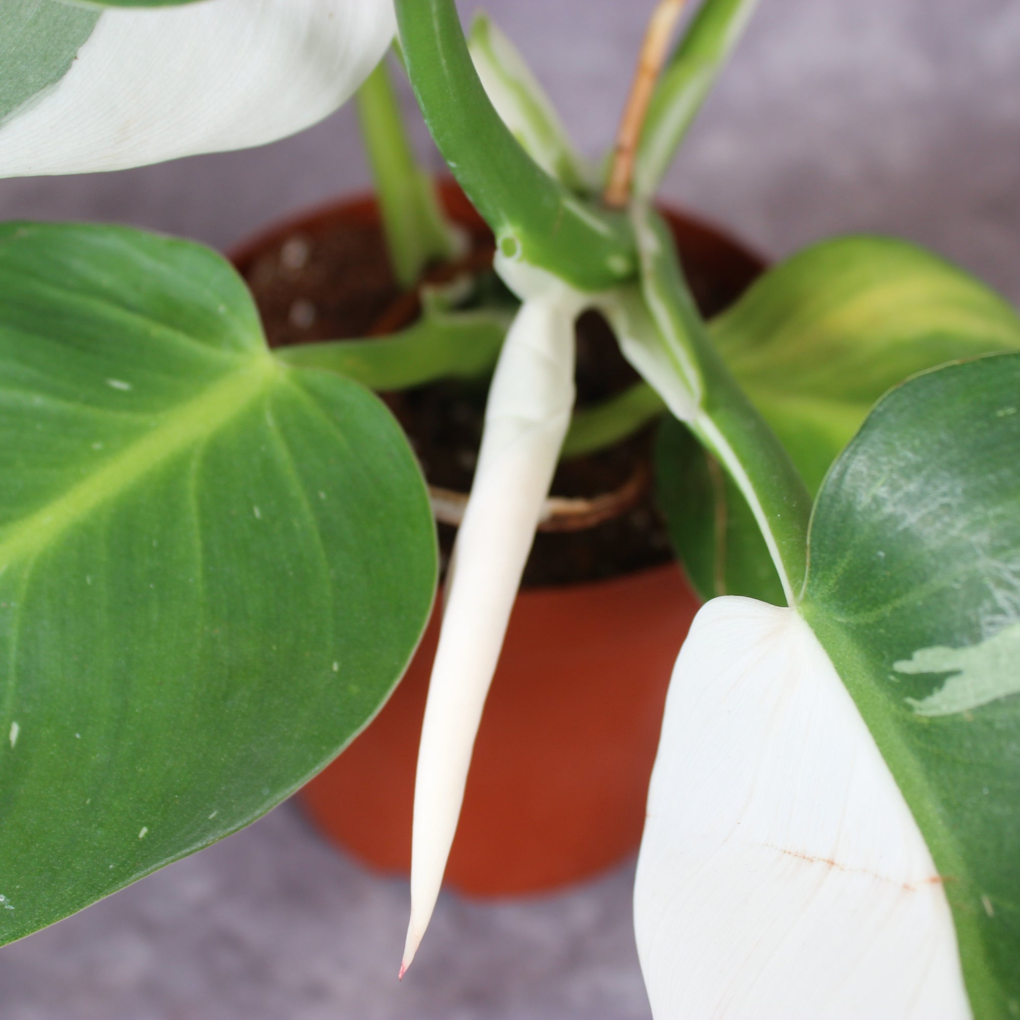 Philodendron White Wizard