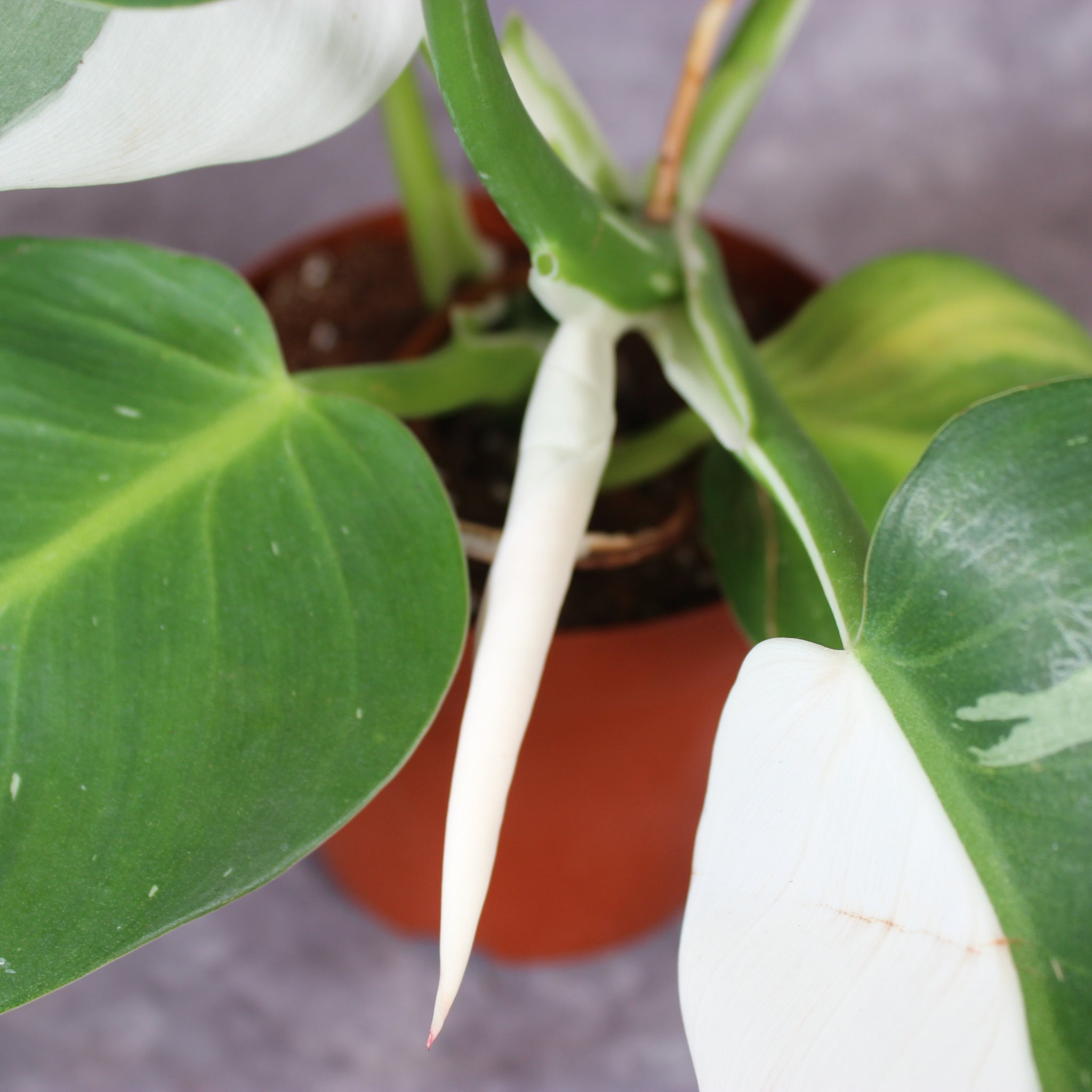 Philodendron White Wizard