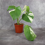 Monstera Borsigiana Albo Variegated | Rare Houseplants