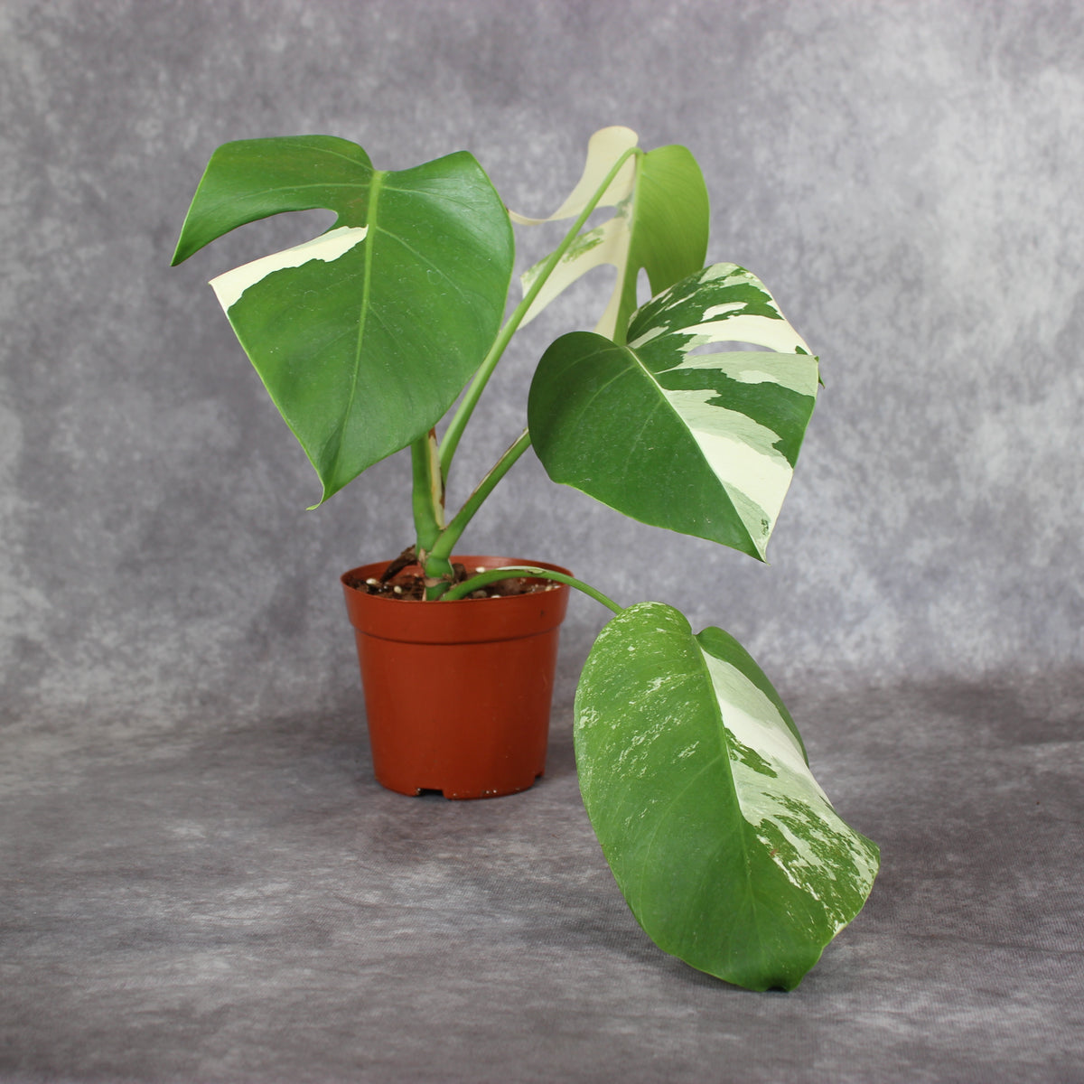 Monstera Borsigiana Albo Variegated | Rare Houseplants