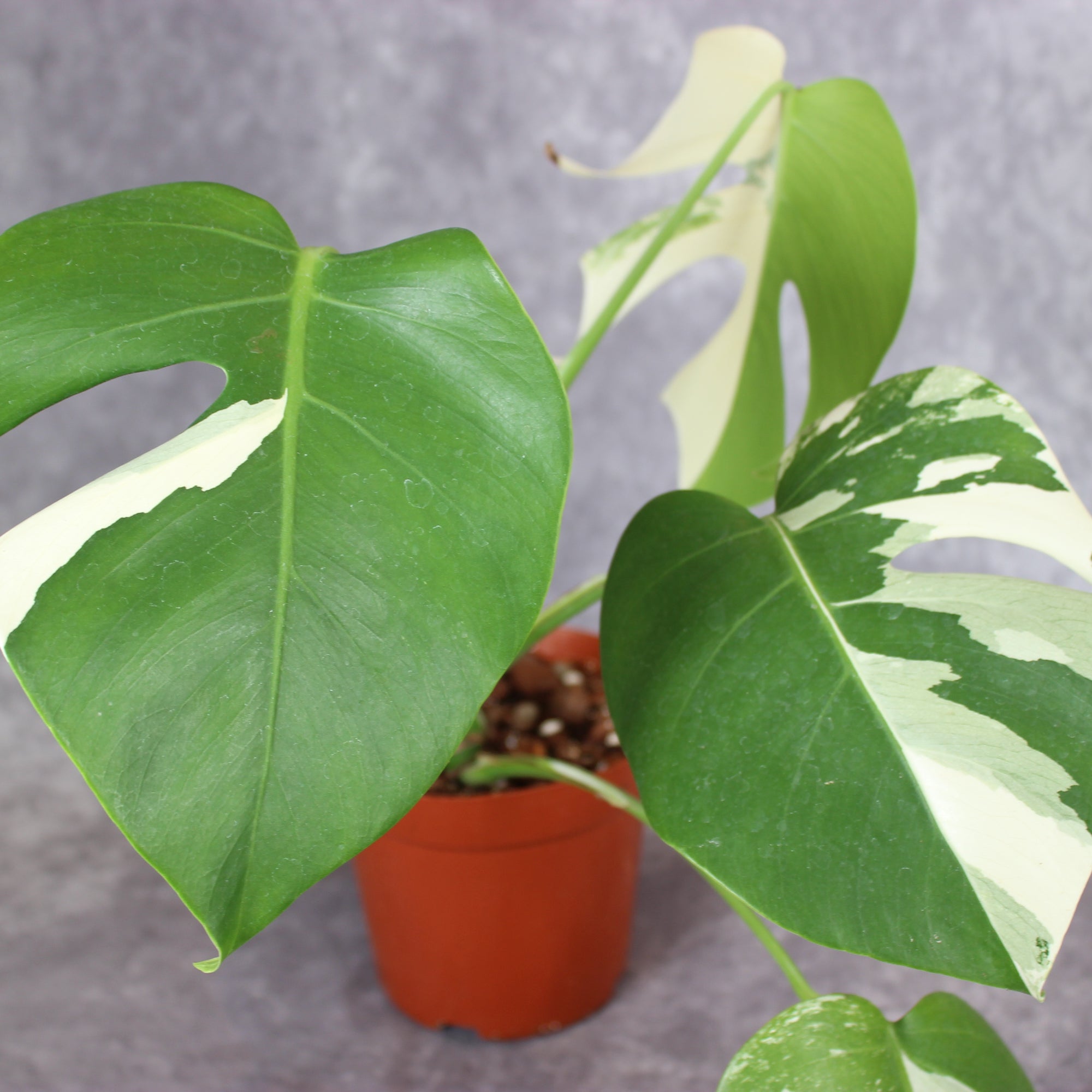 Monstera Borsigiana Albo Variegated | Rare Houseplants