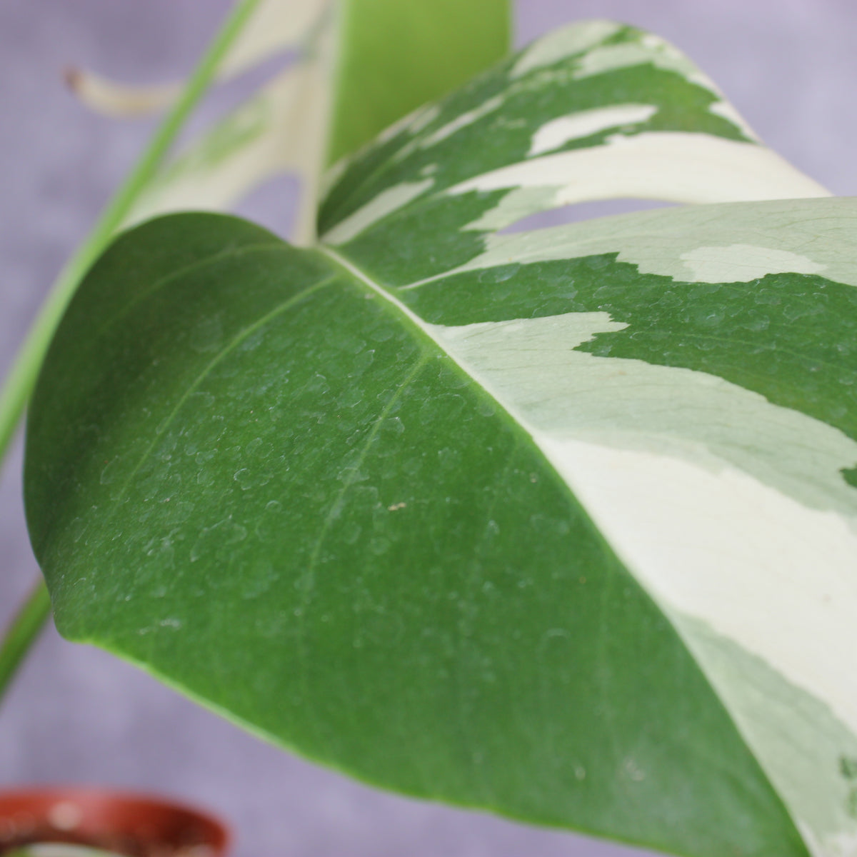 Monstera Borsigiana Albo Variegated | Rare Houseplants