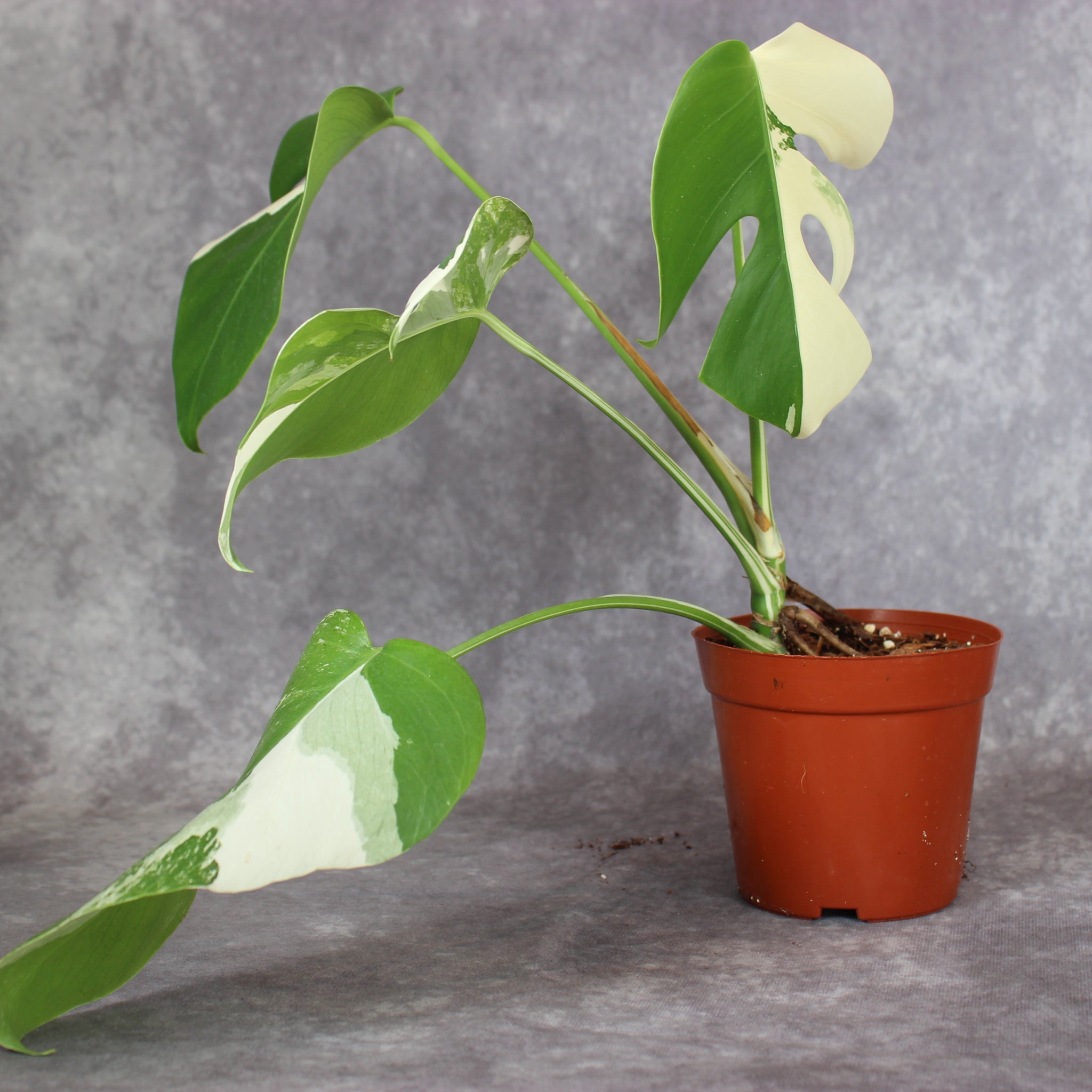 Monstera Borsigiana Albo Variegated | Rare Houseplants