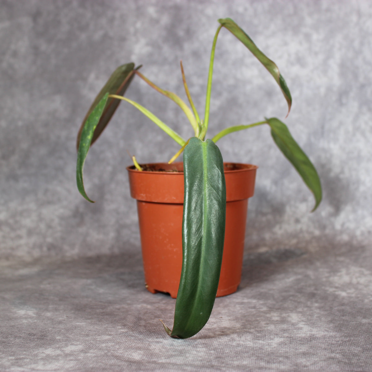 Philodendron Spiritus-Sancti