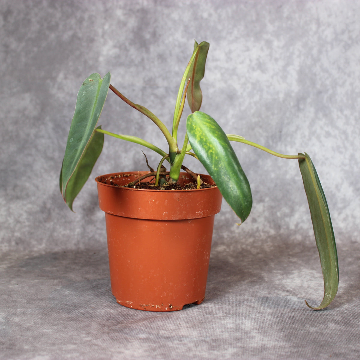 Philodendron Spiritus-Sancti