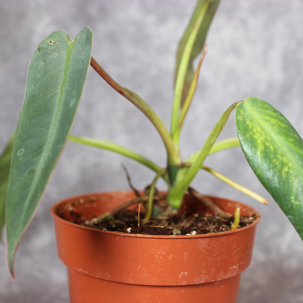 Philodendron Spiritus-Sancti