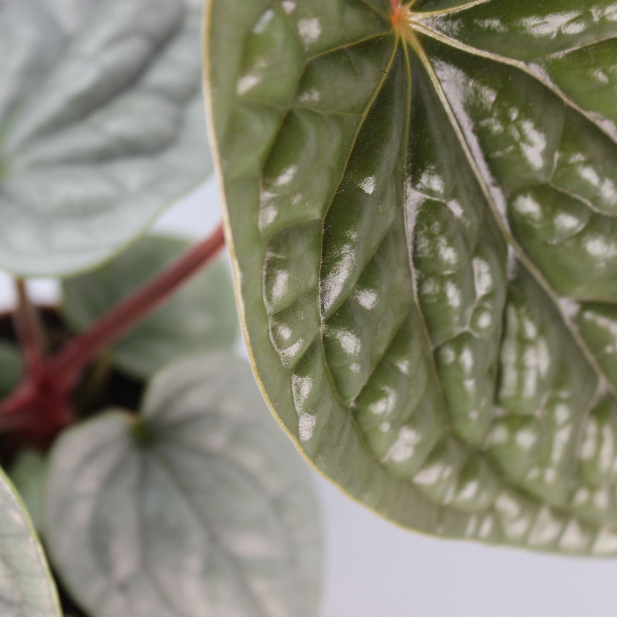 Anthurium Luxurians